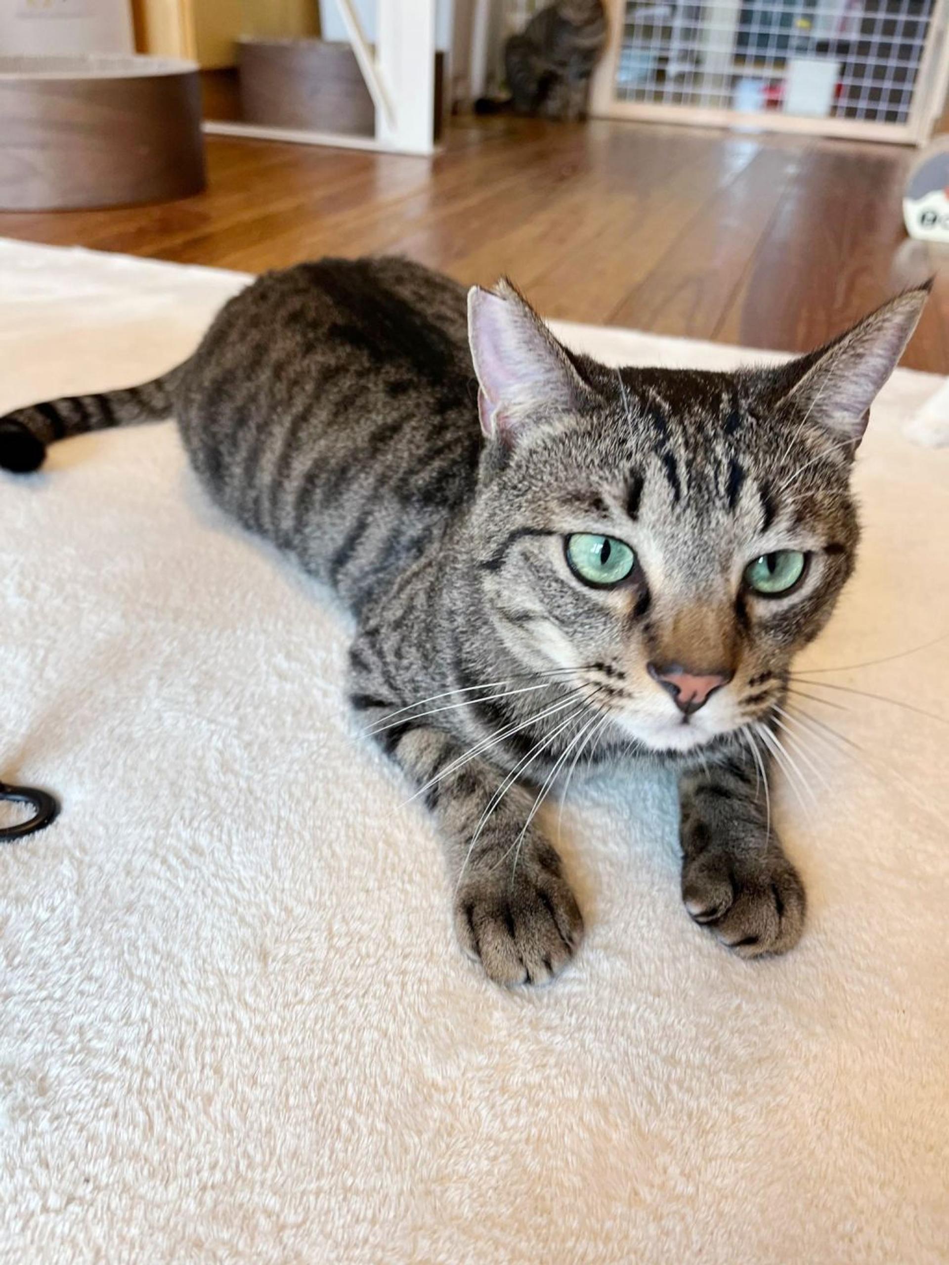 pet-image-3
