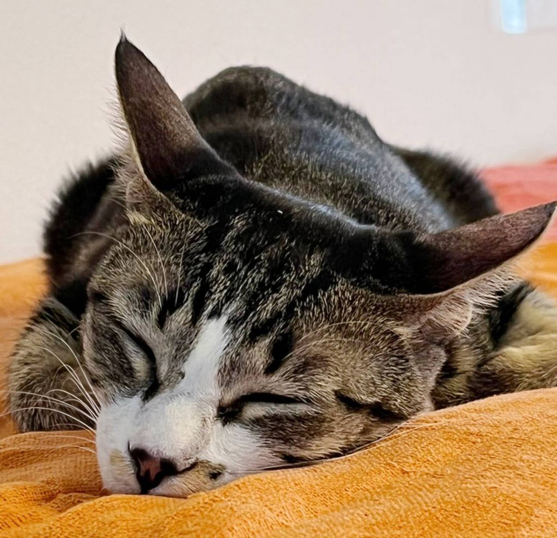 雑種（ミックス猫）・メスの里親募集の写真