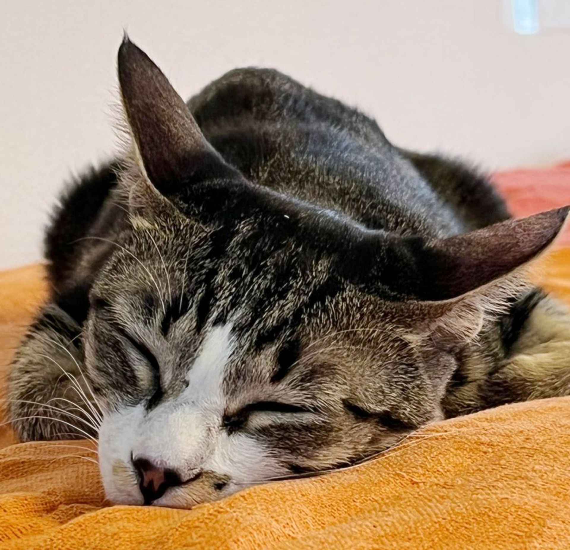 雑種（ミックス猫）・メスの里親募集の写真