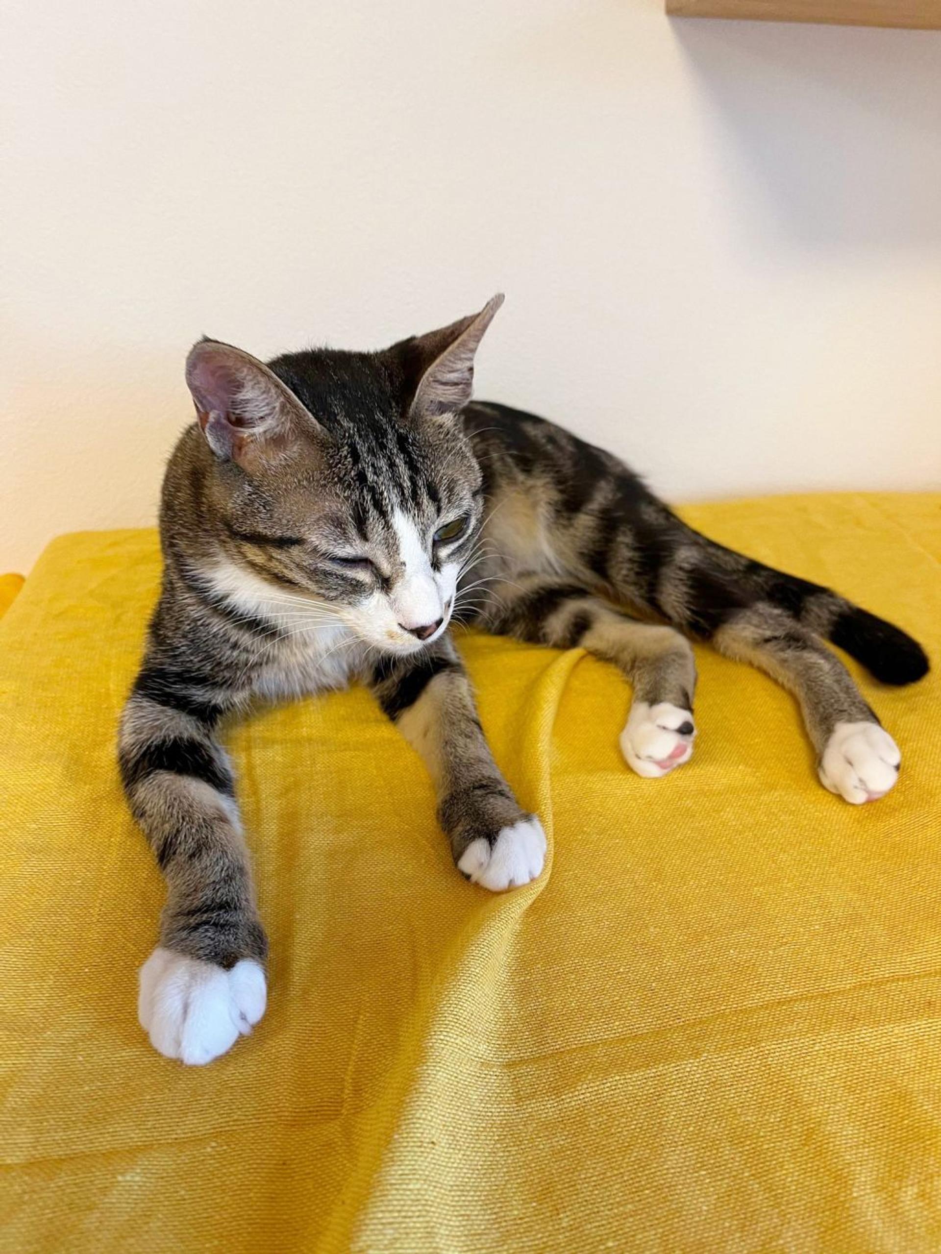 pet-image-3