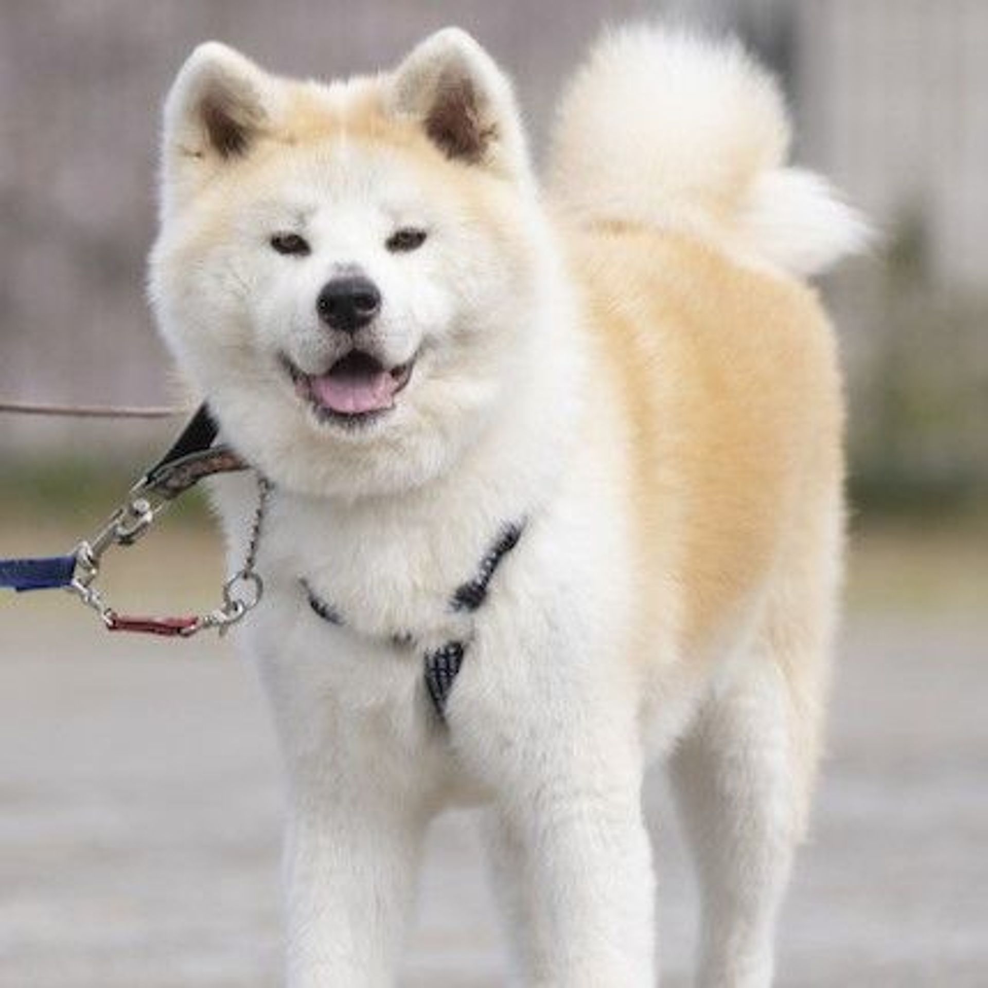 秋田犬・オスの里親募集の写真