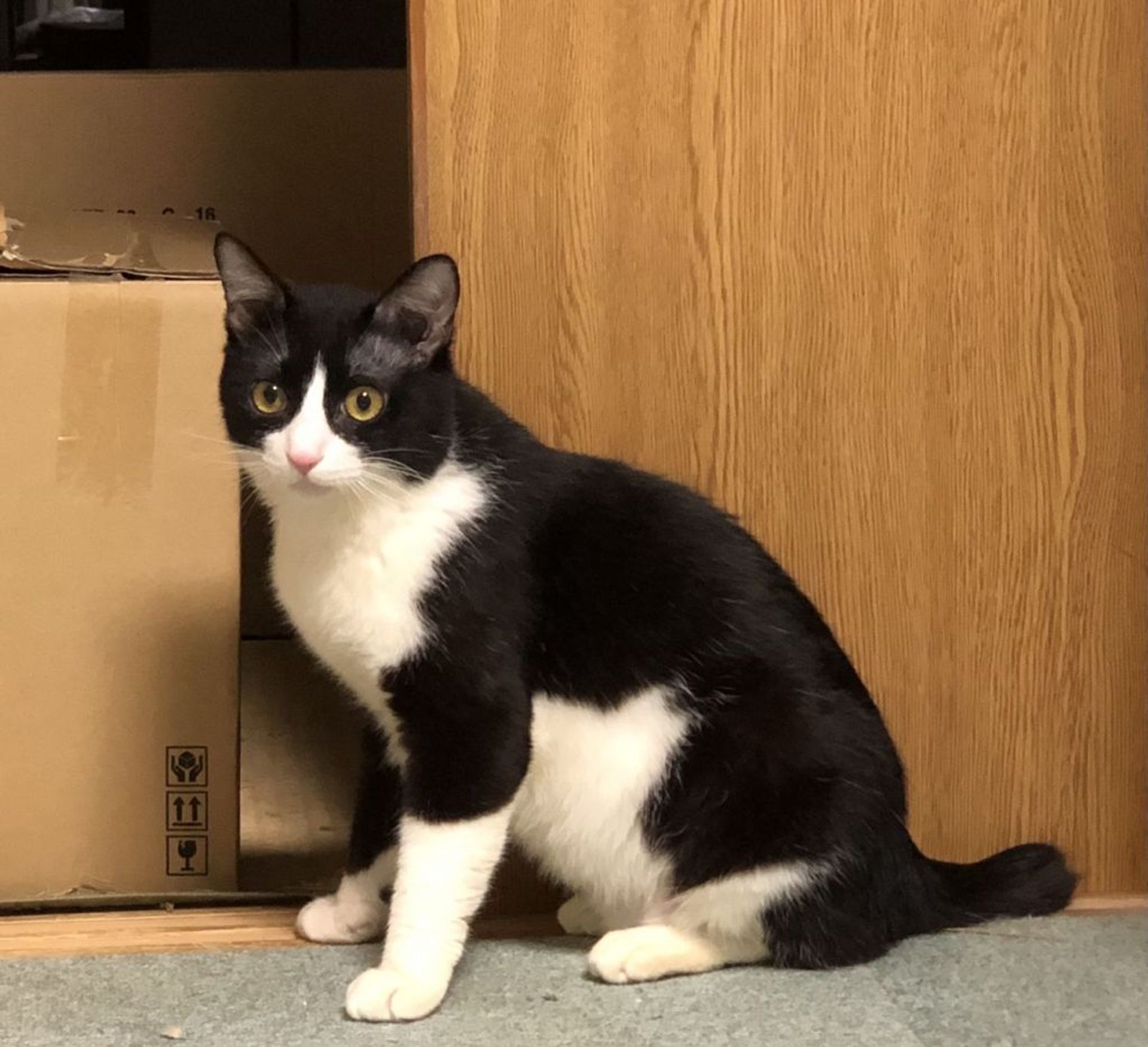 雑種（ミックス猫）・オスの里親募集の写真