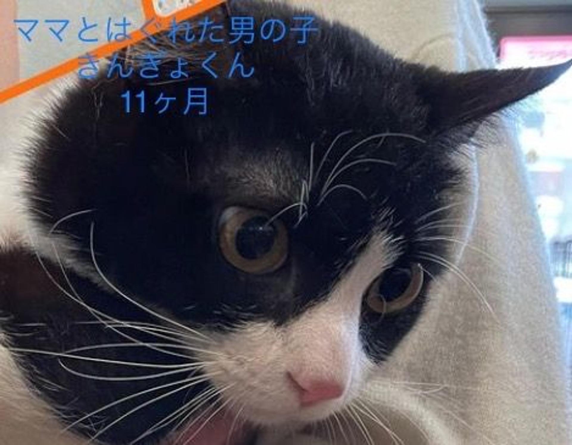 pet-image-3