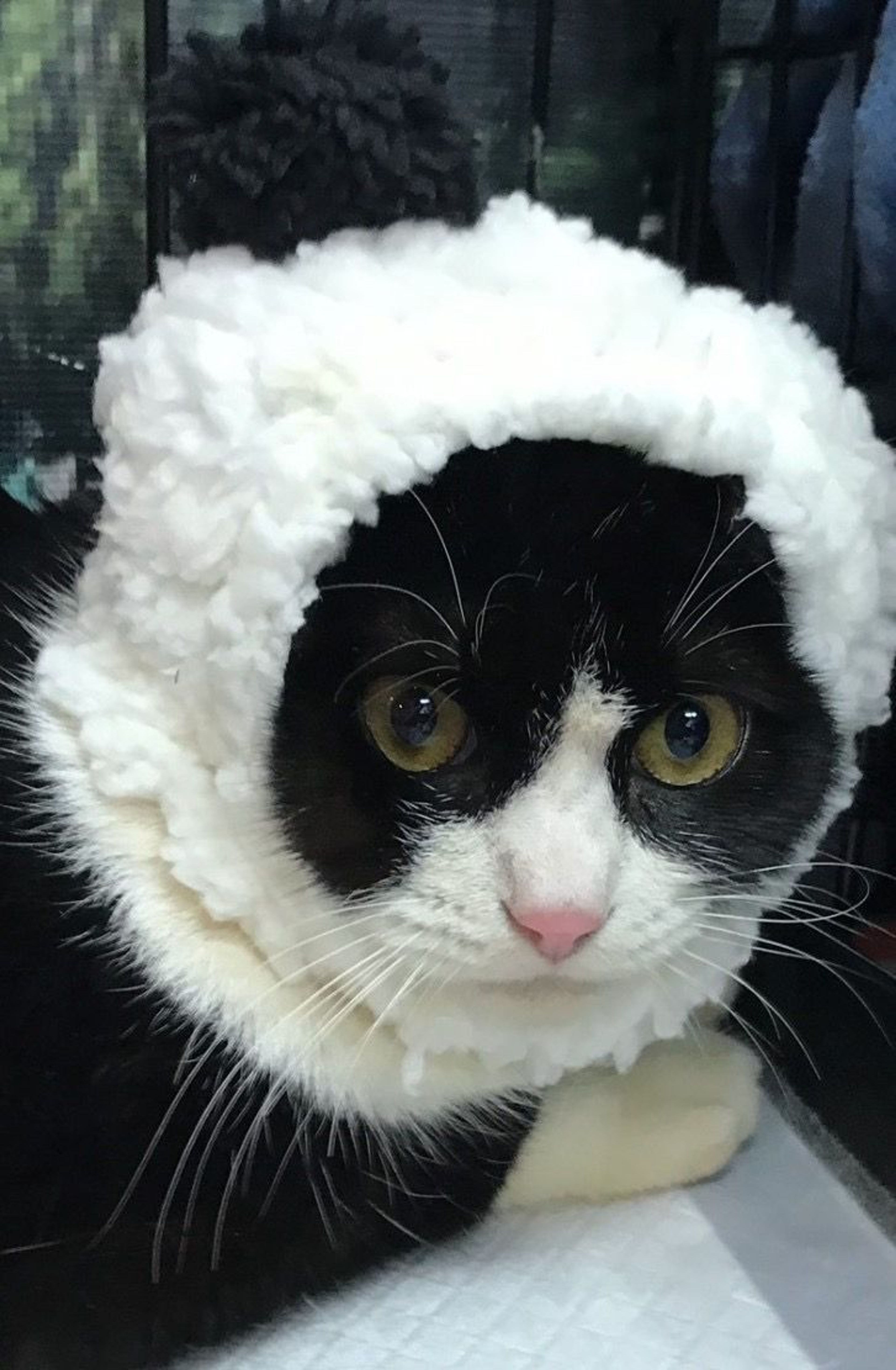 pet-image-4