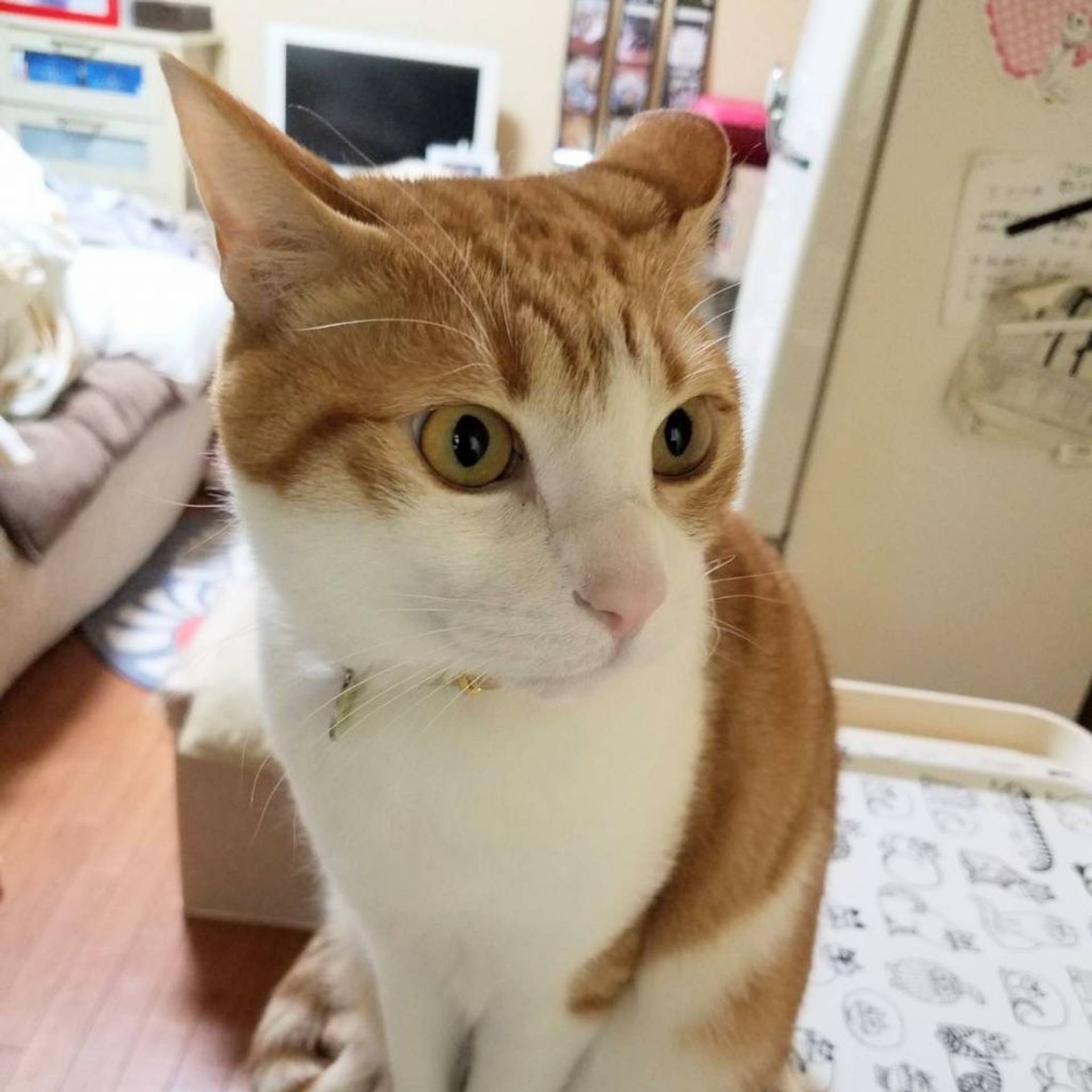 雑種（ミックス猫）・オスの里親募集の写真