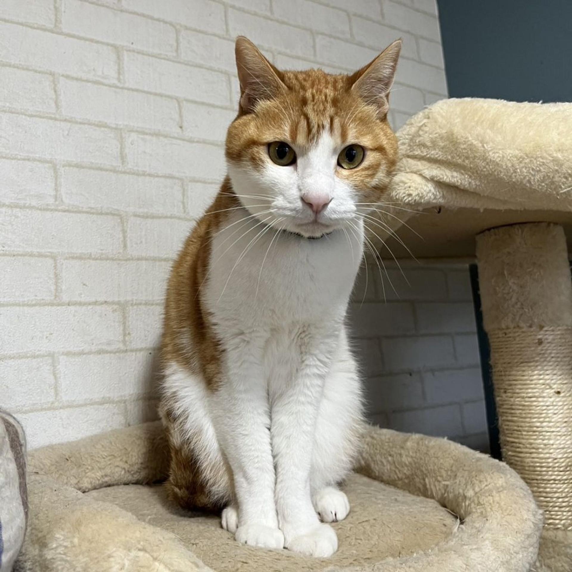 pet-image-3