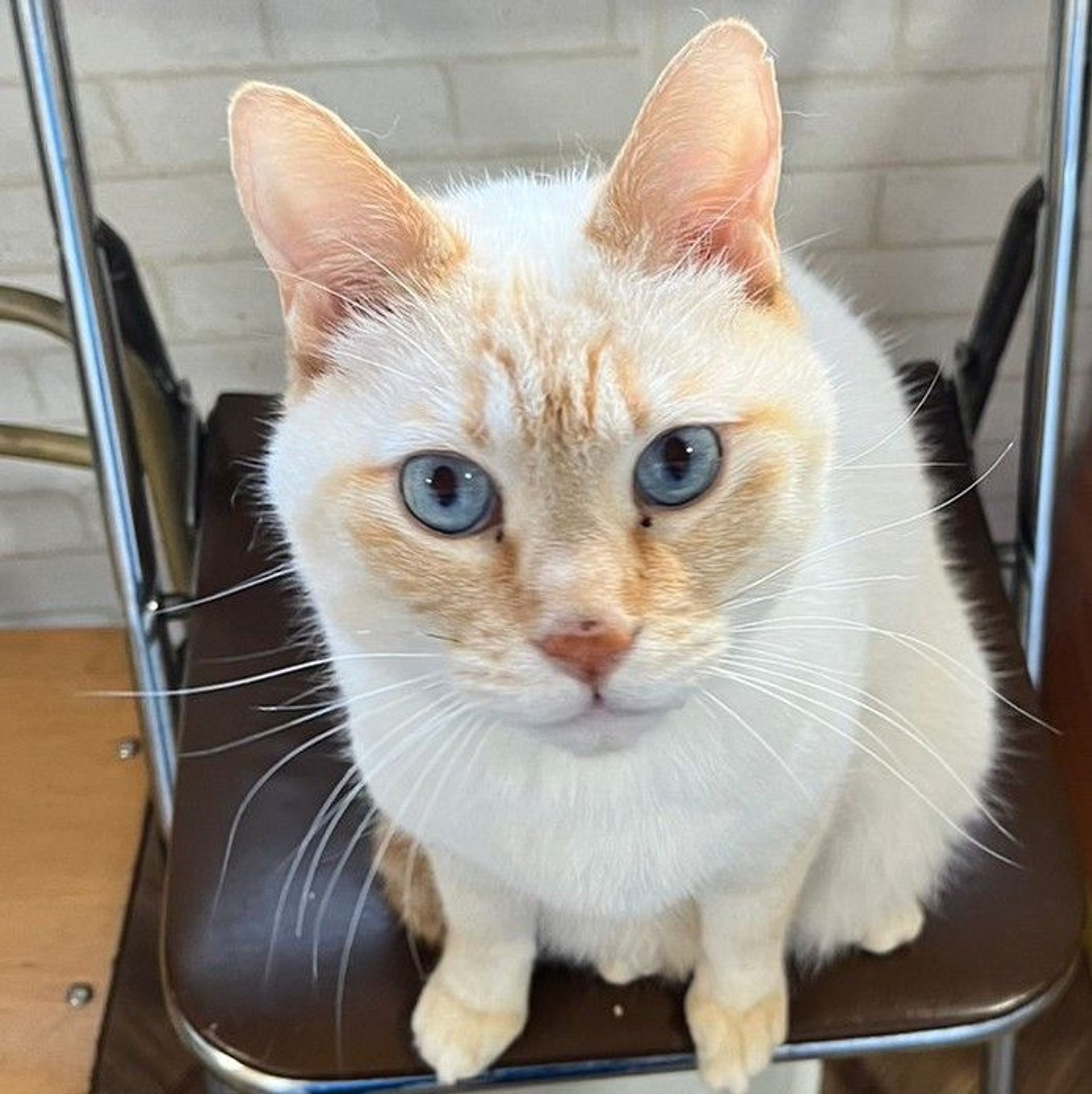雑種（ミックス猫）・オスの里親募集の写真