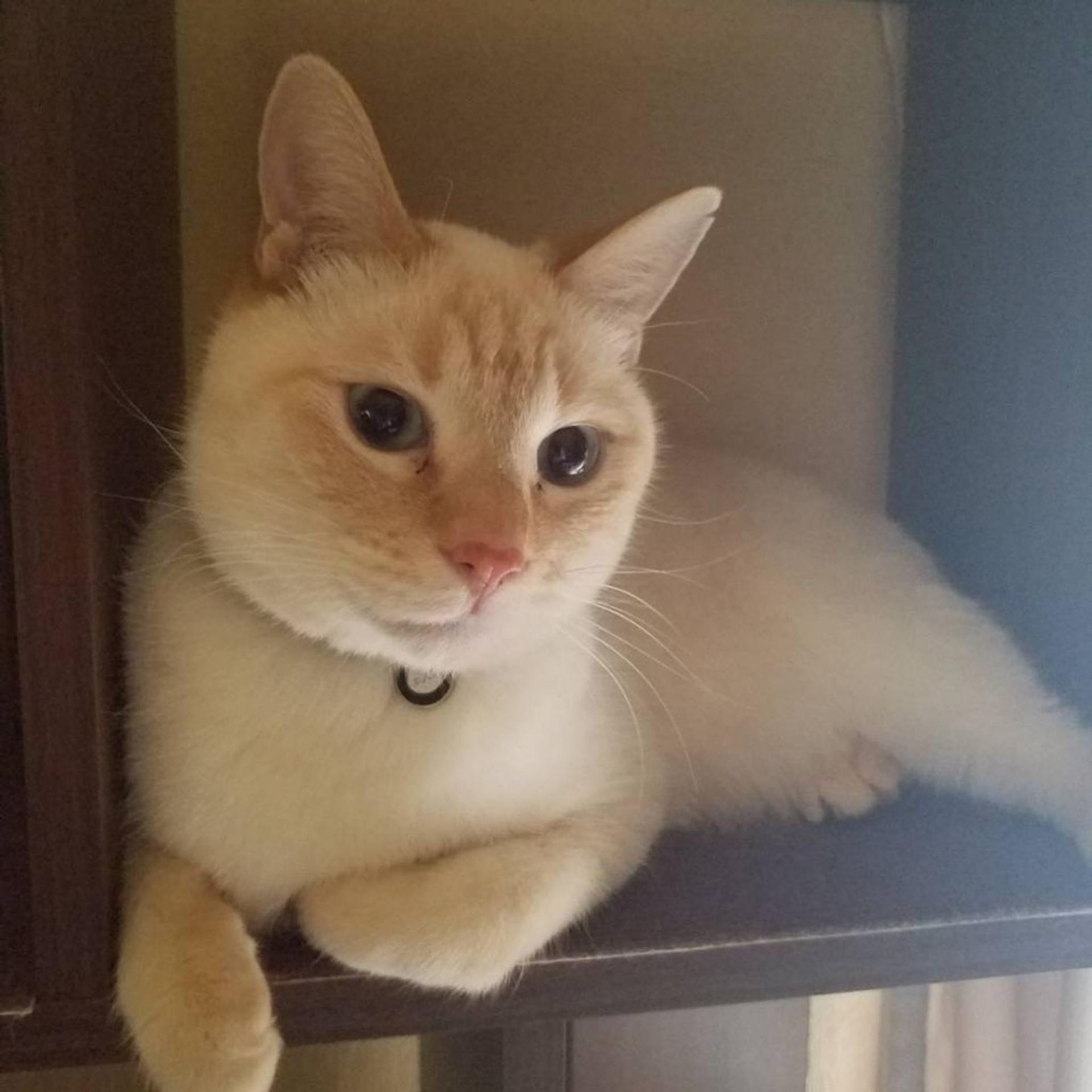 pet-image-2