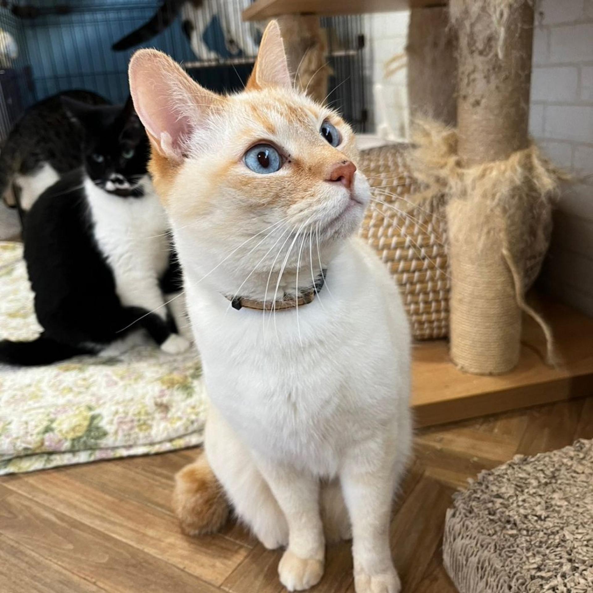 pet-image-3
