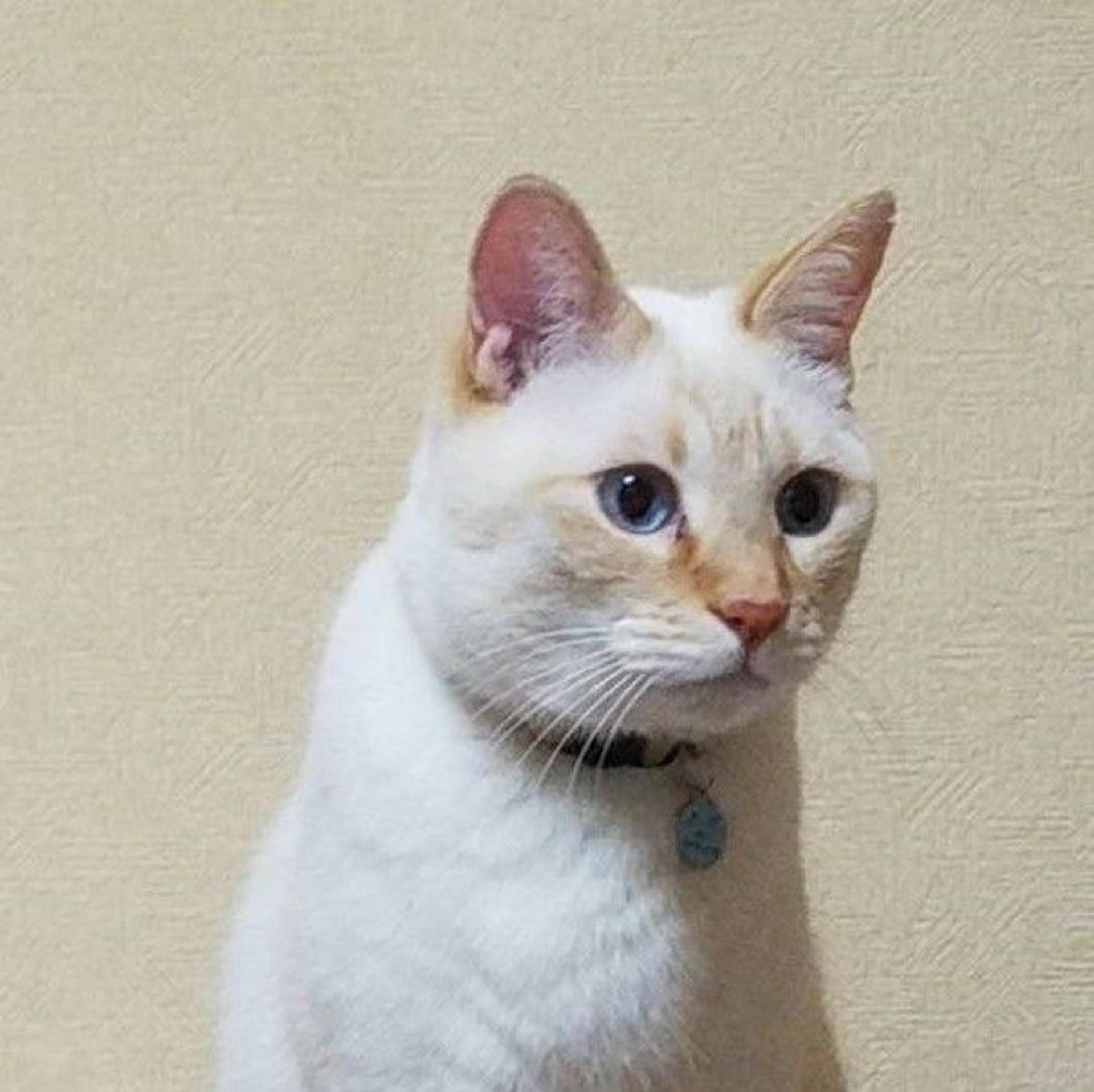 pet-image-5