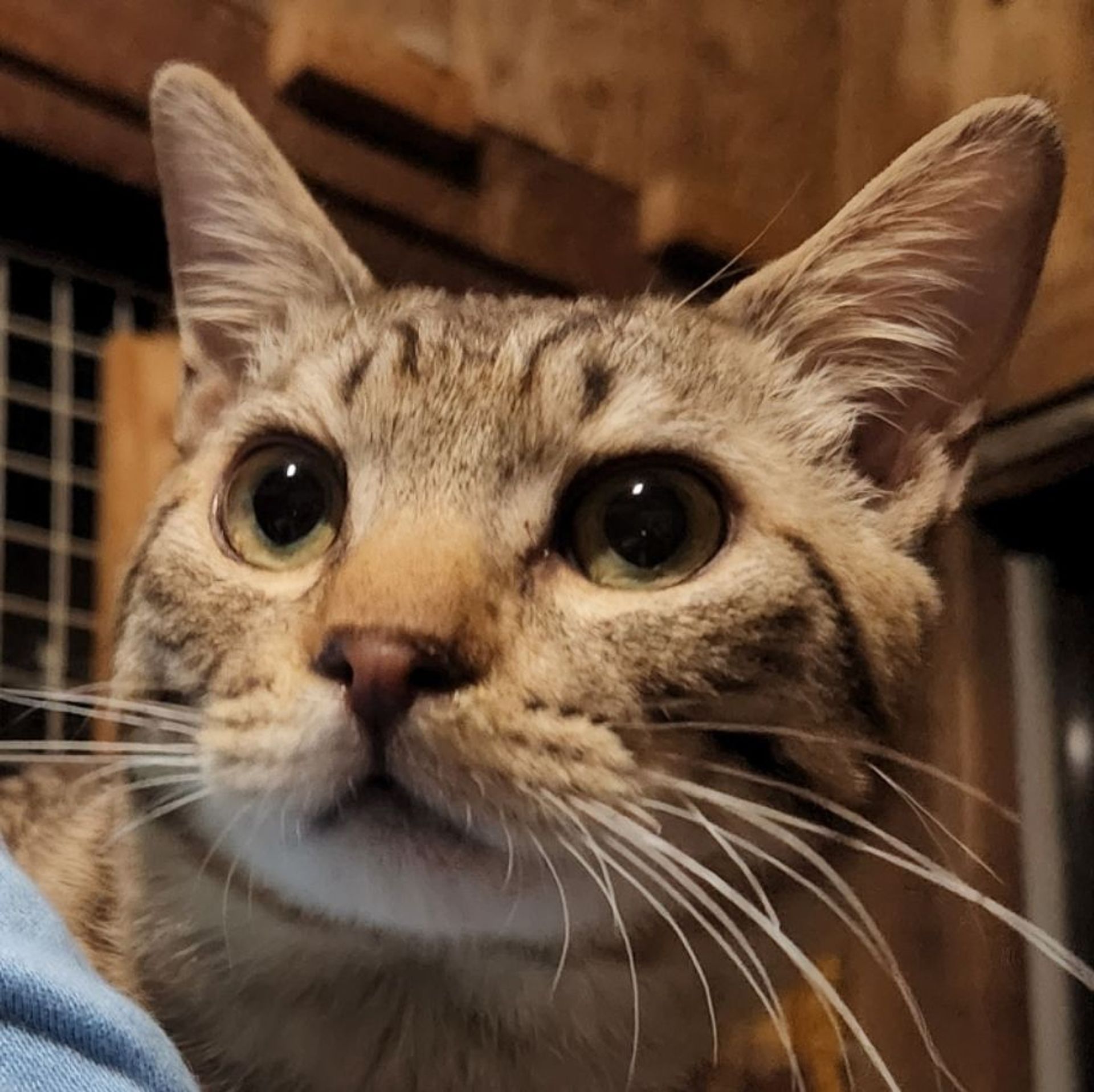 雑種（ミックス猫）・オスの里親募集の写真