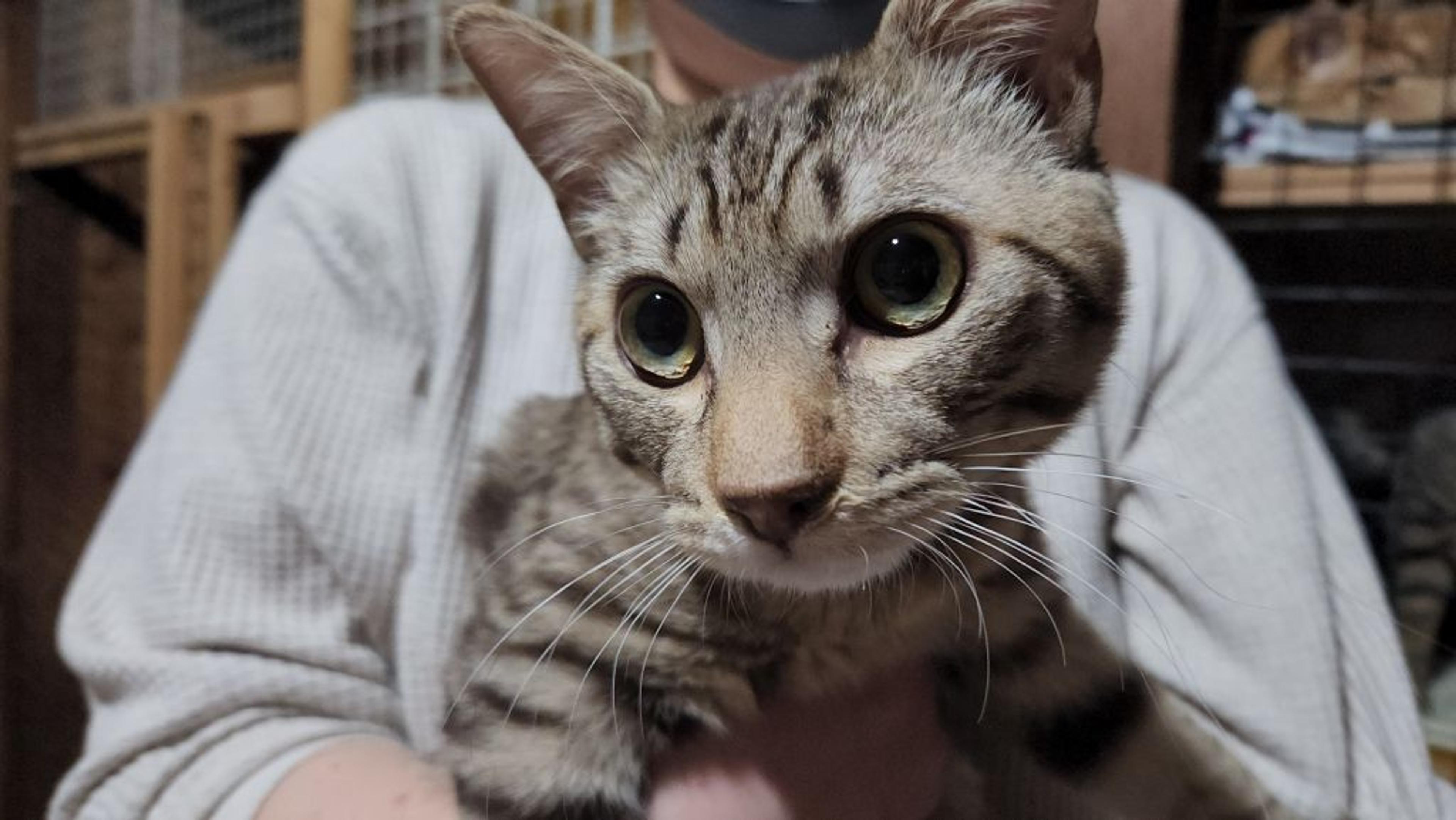 pet-image-2
