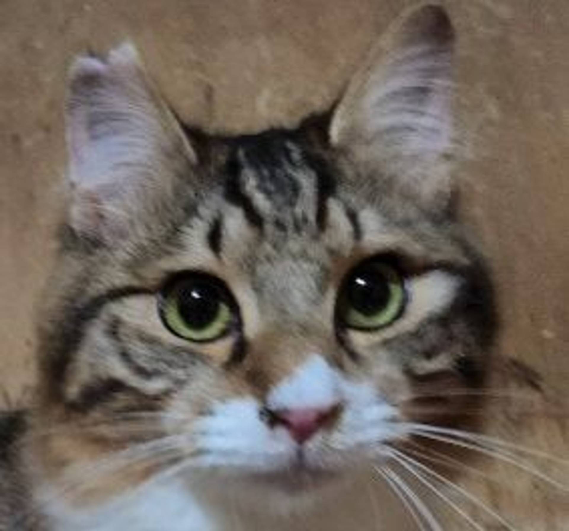 雑種（ミックス猫）・オスの里親募集の写真