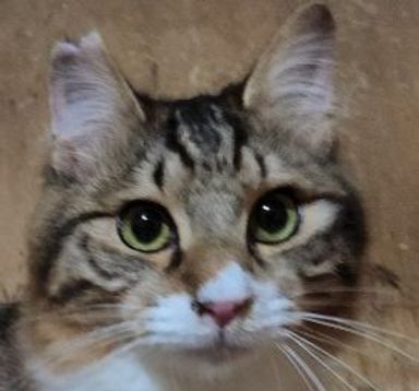 バロンの写真