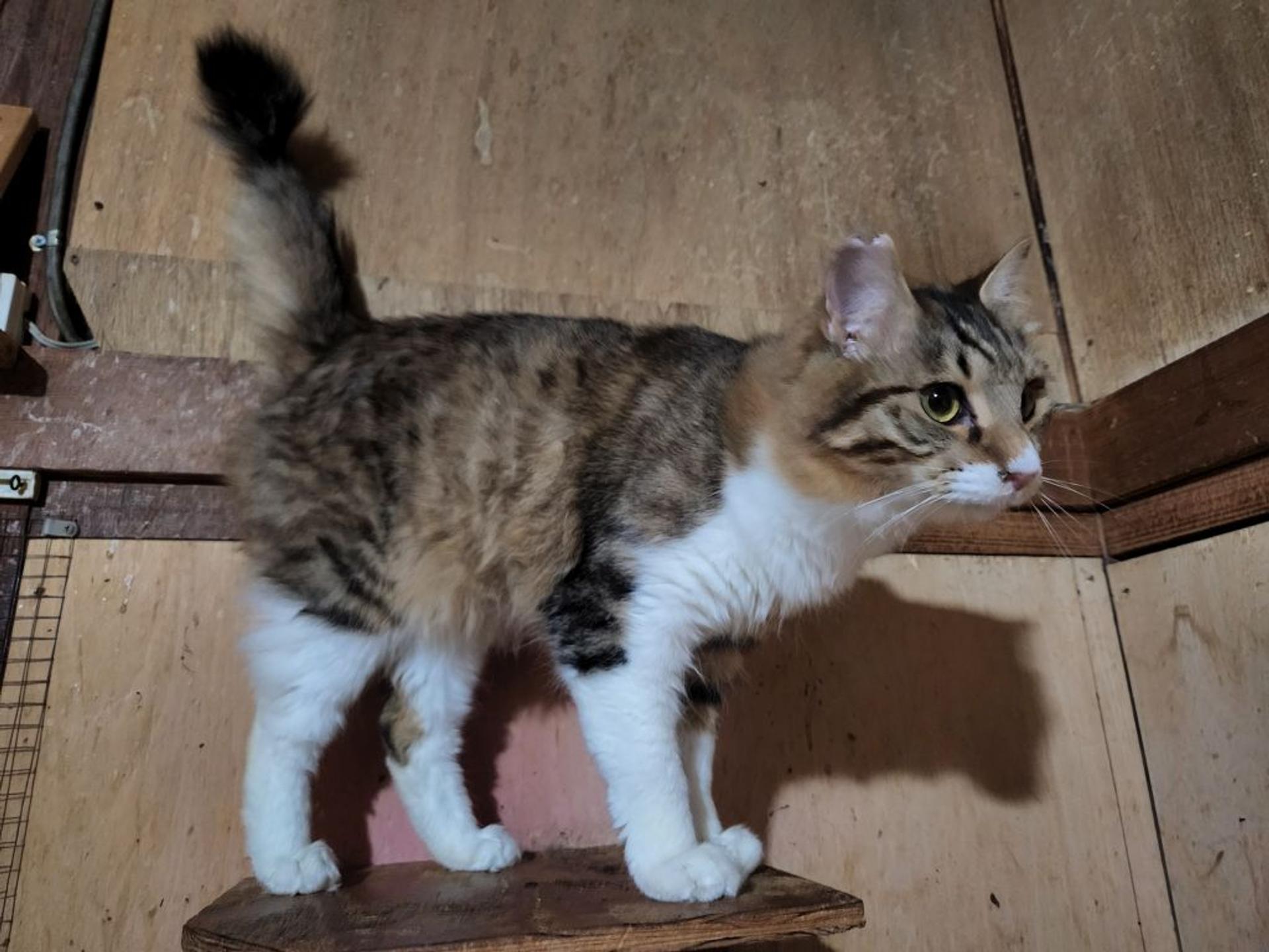 pet-image-4
