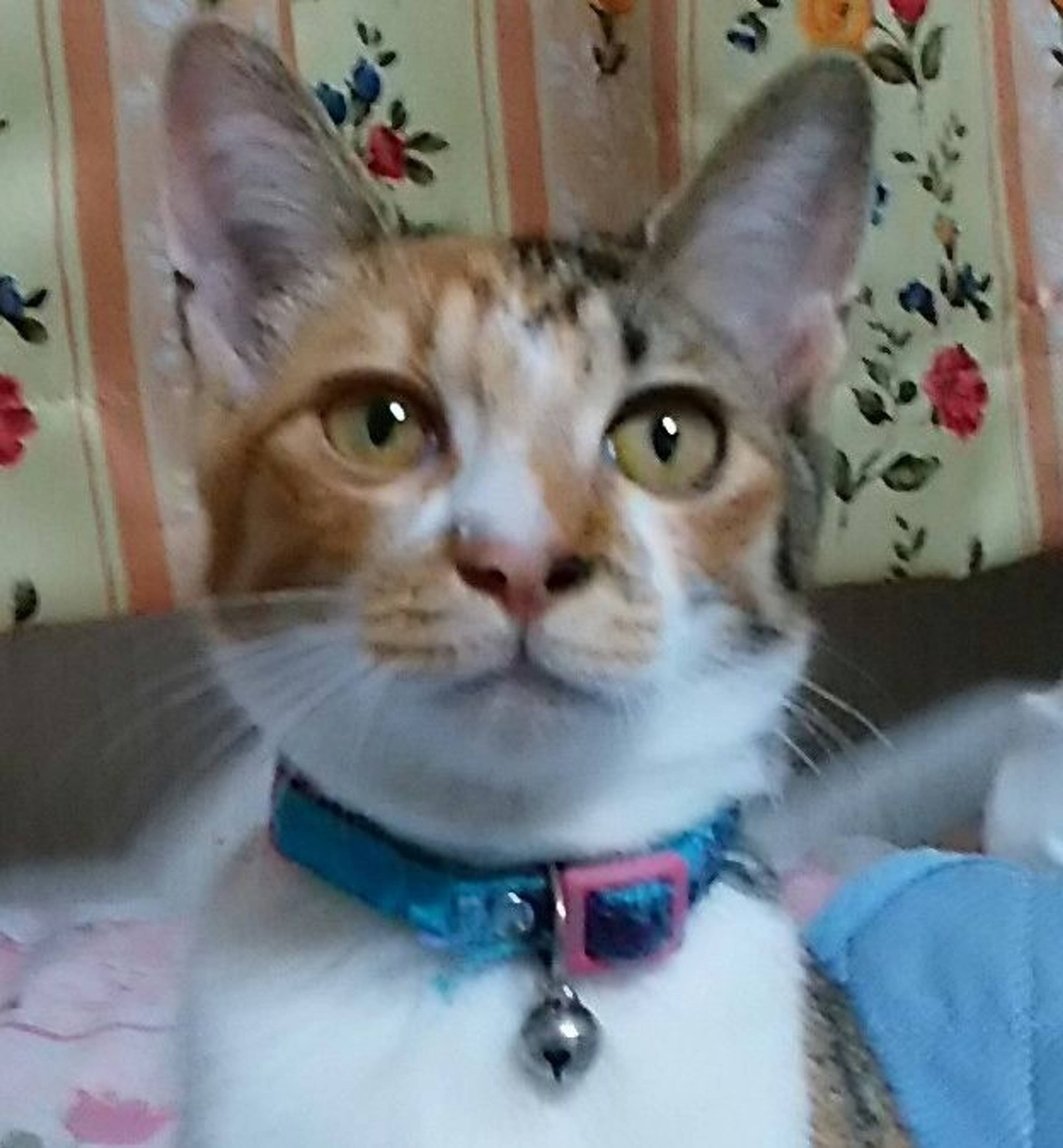 雑種（ミックス猫）・メスの里親募集の写真
