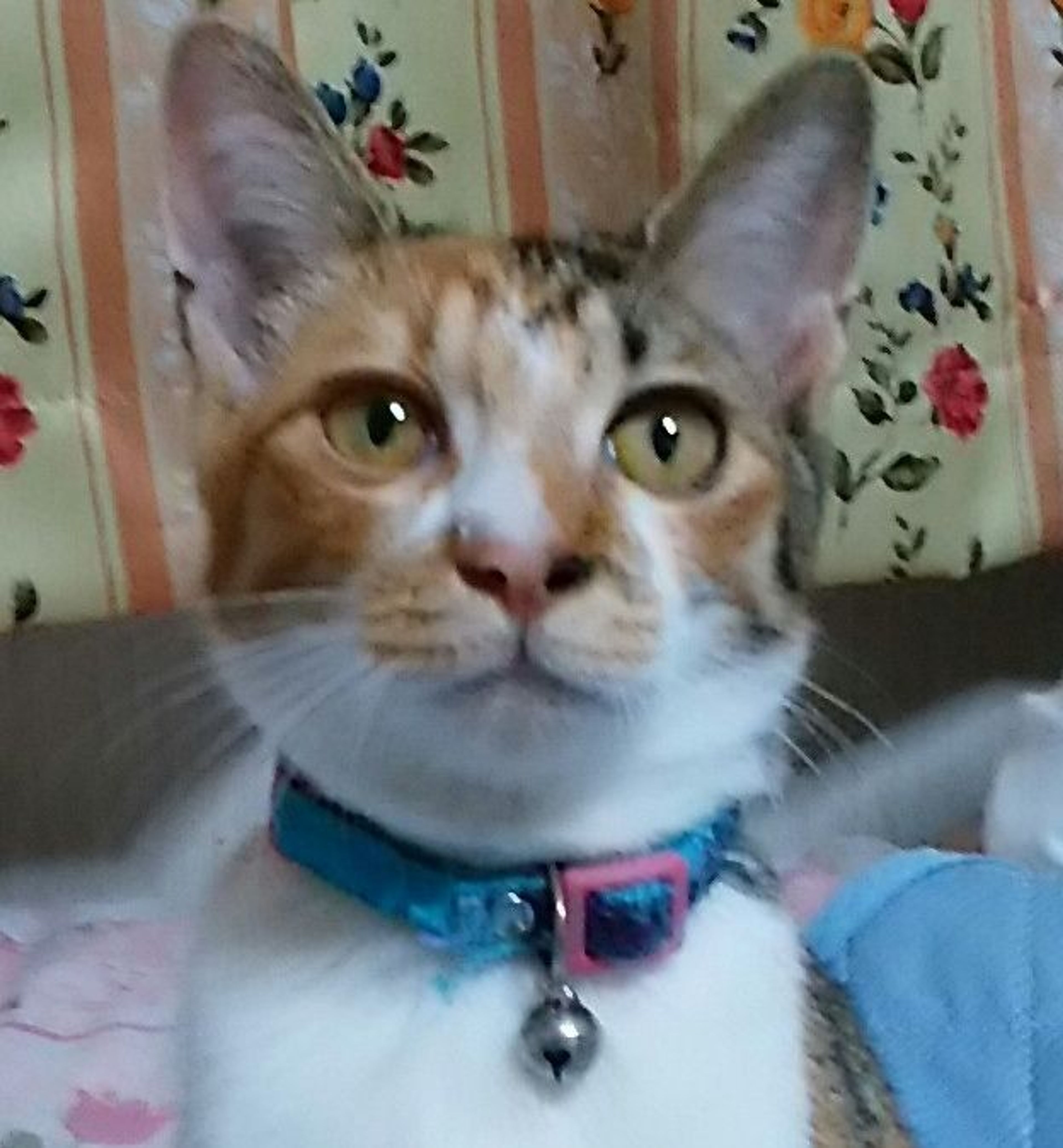 雑種（ミックス猫）・メスの里親募集の写真