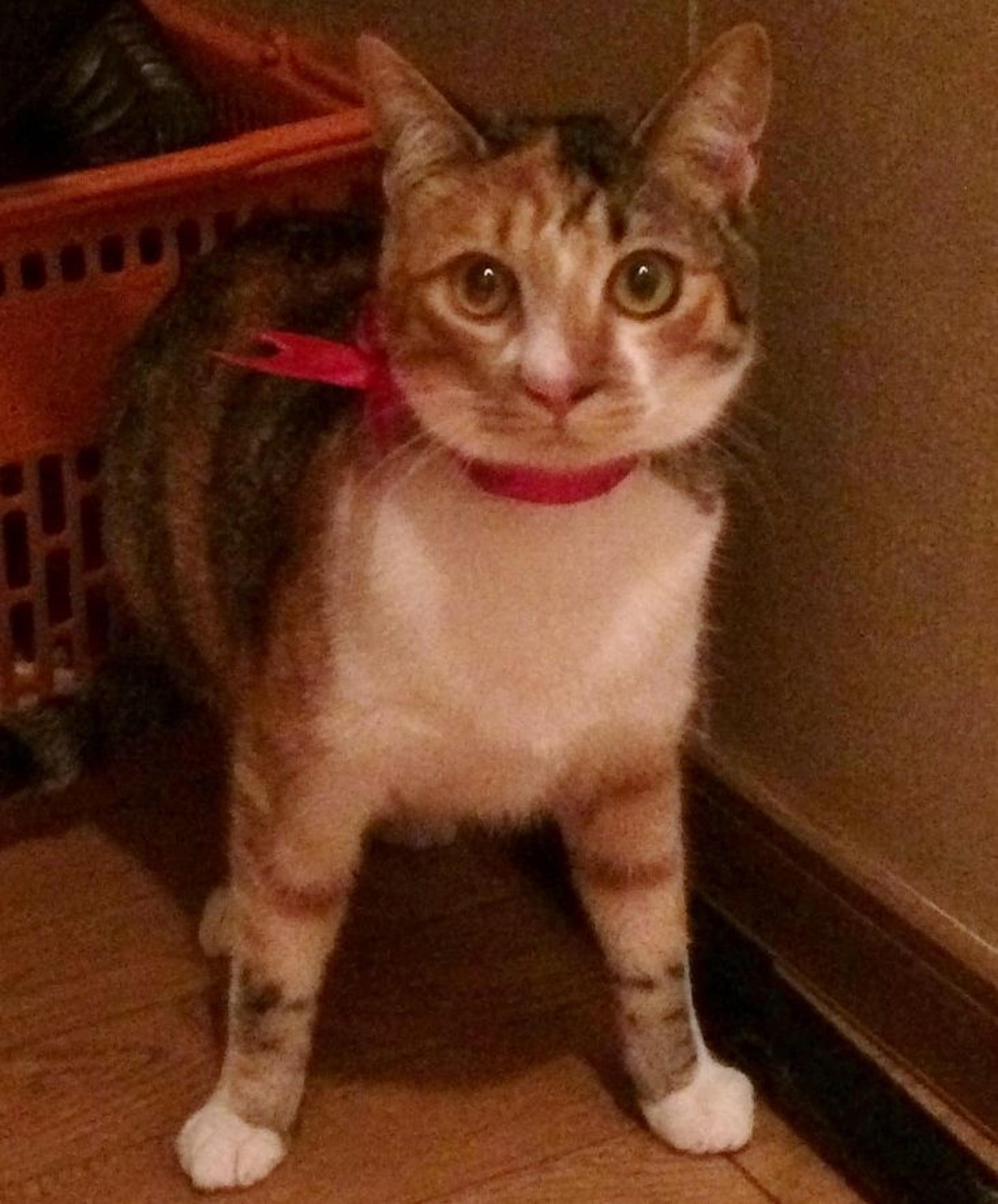 pet-image-2