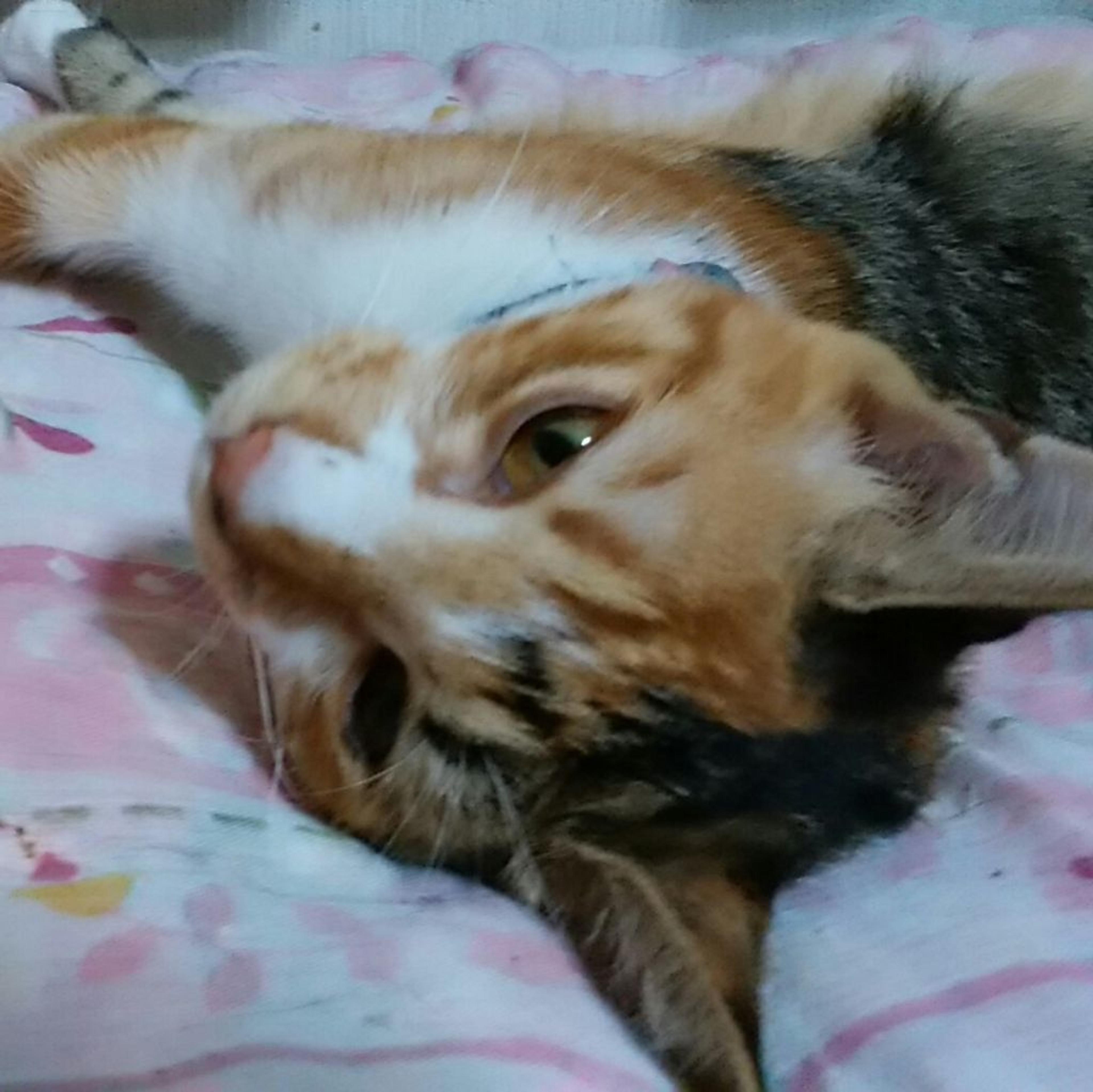 pet-image-3