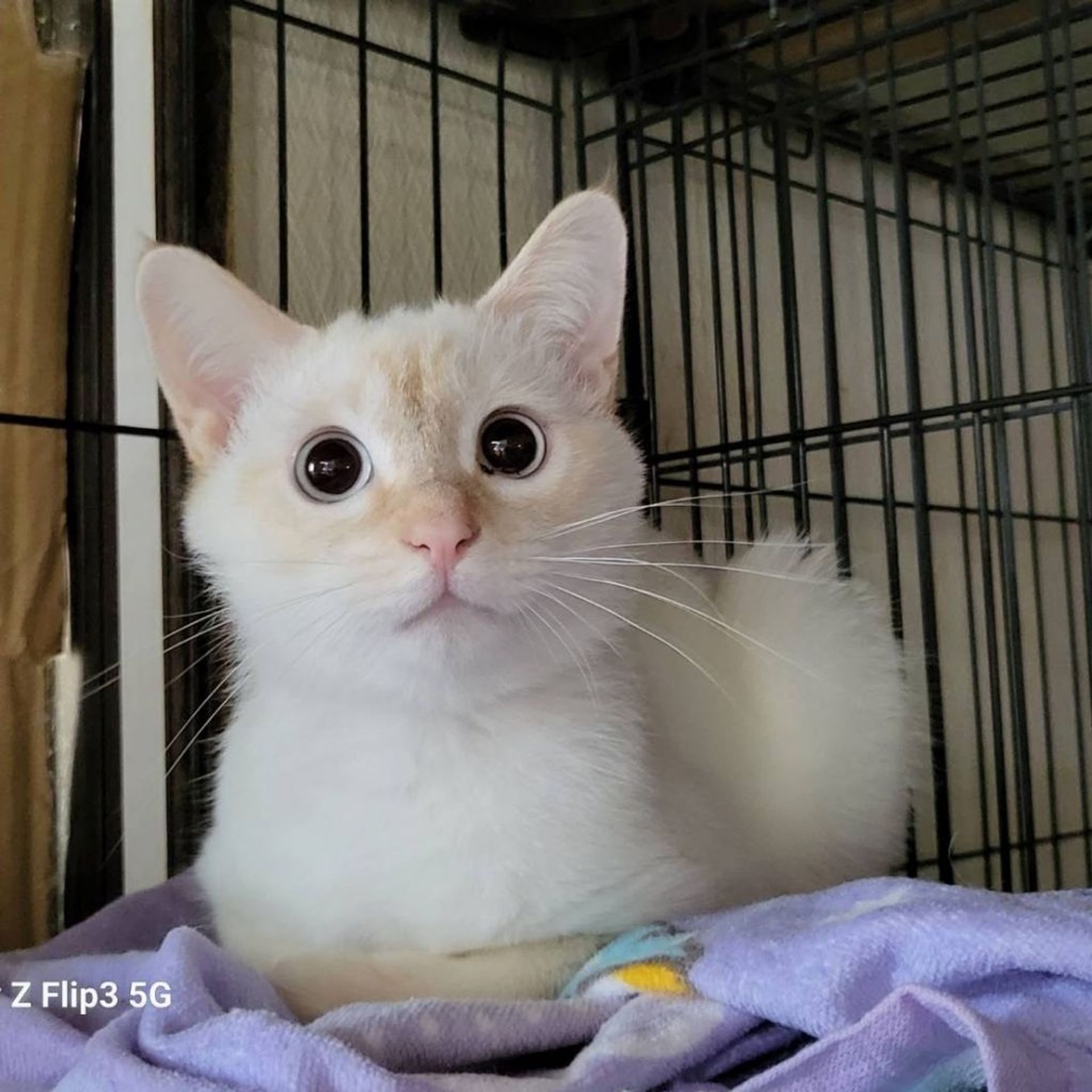 雑種（ミックス猫）・オスの里親募集の写真