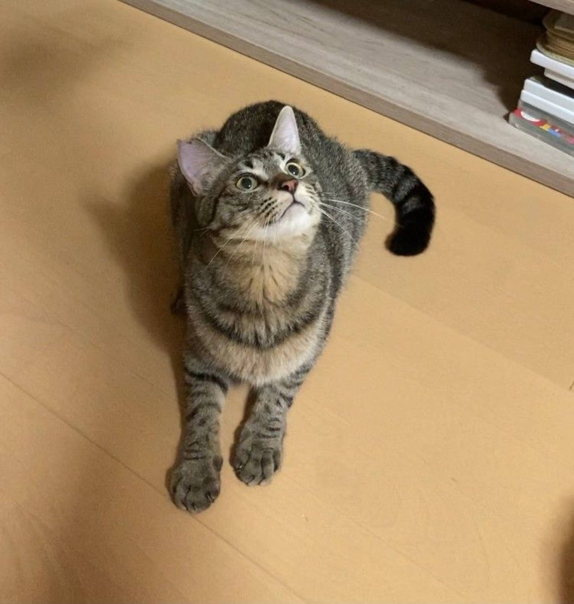 雑種（ミックス猫）・オスの里親募集の写真