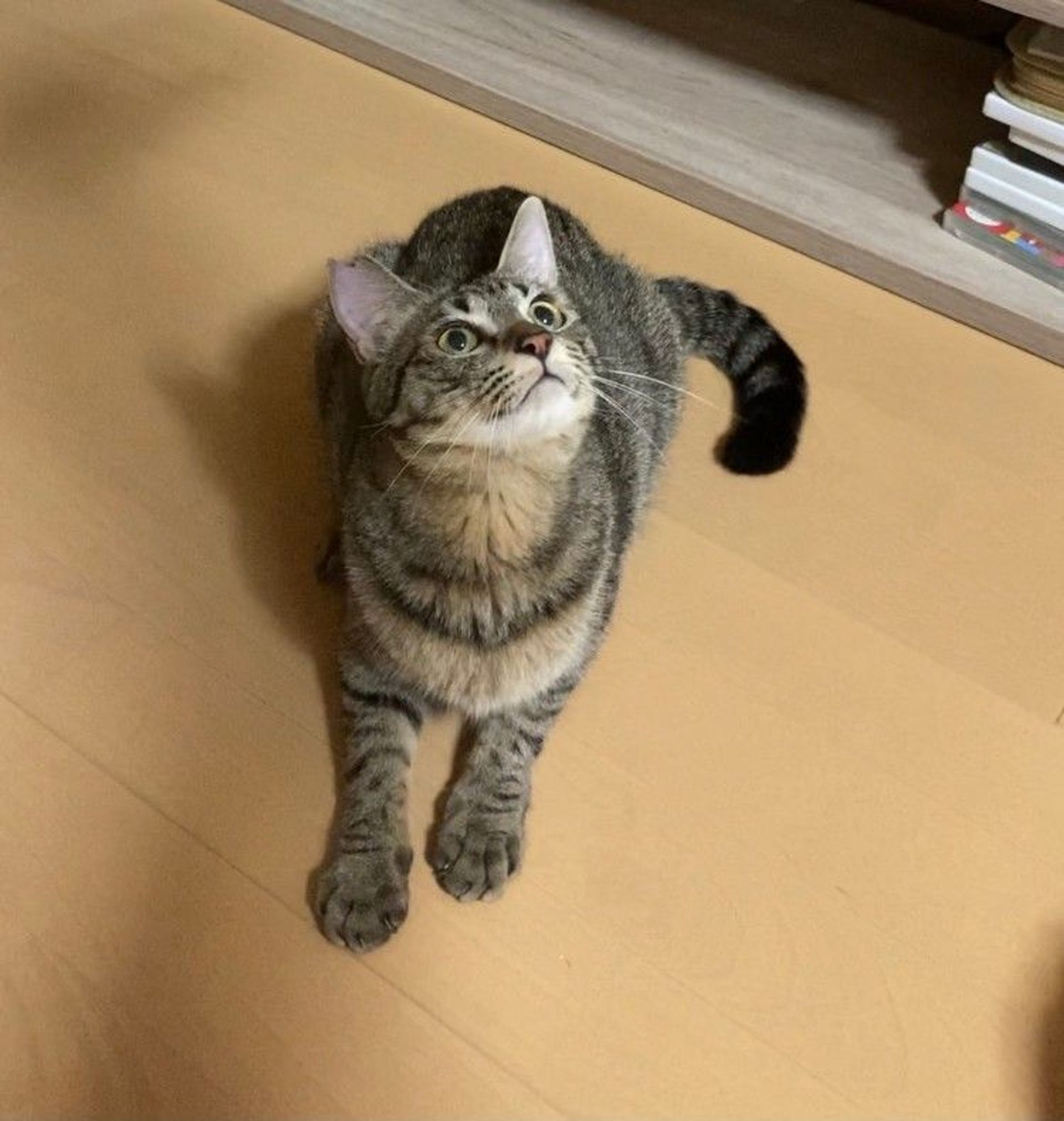 雑種（ミックス猫）・オスの里親募集の写真