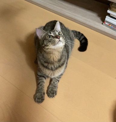 ハイジの写真