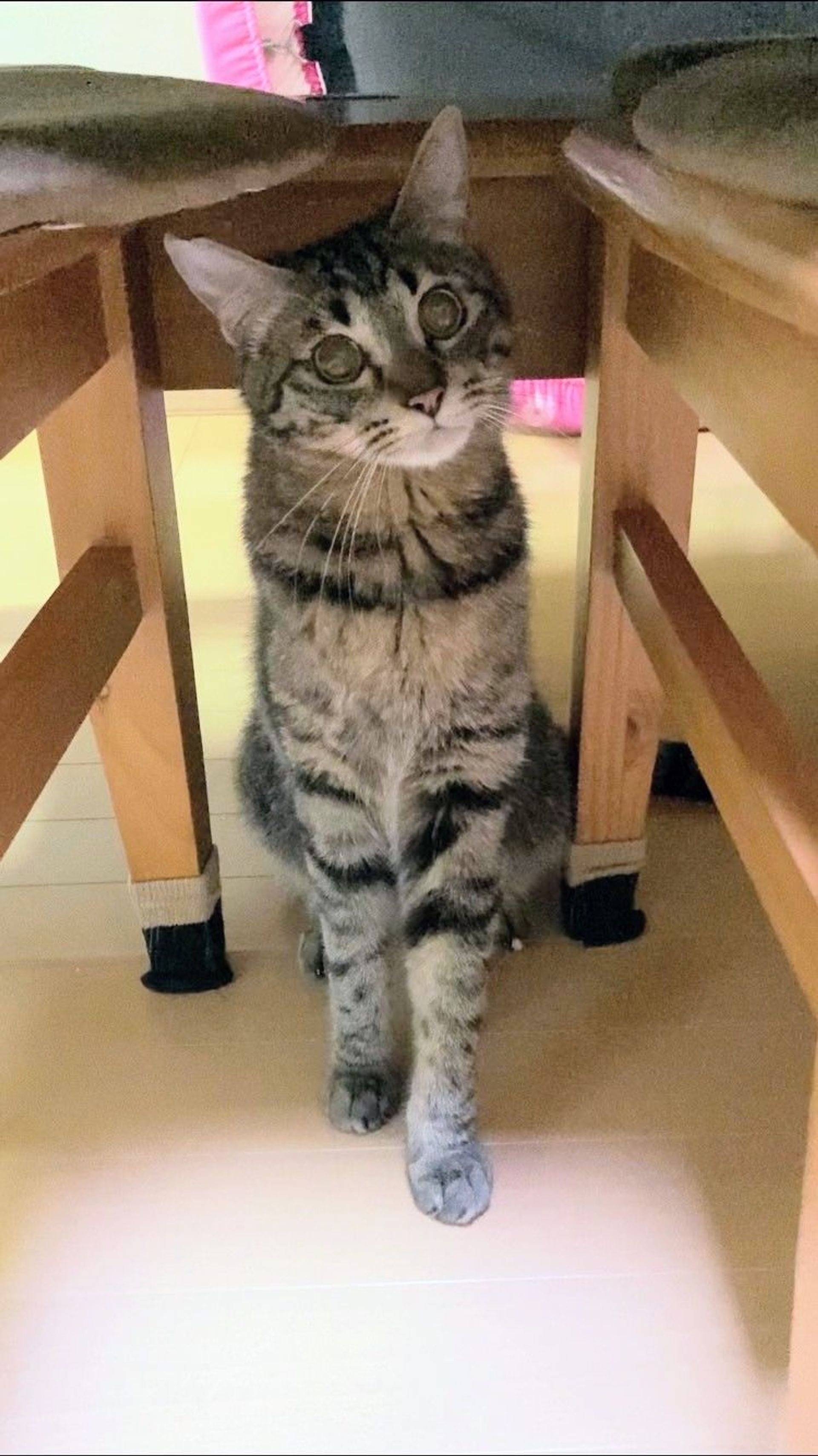 雑種（ミックス猫）・オスの里親募集の写真