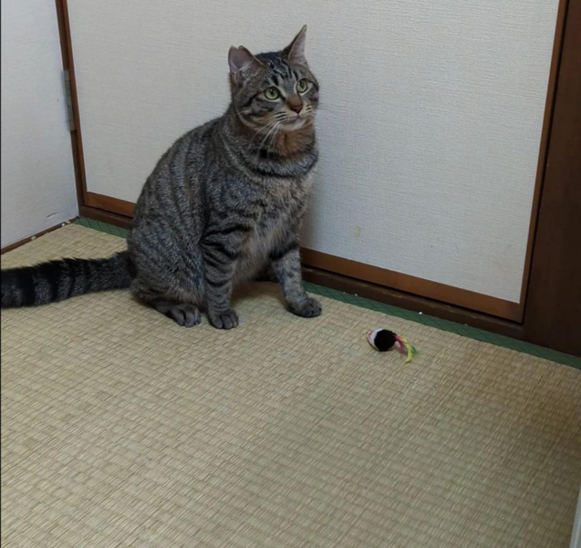 pet-image-2
