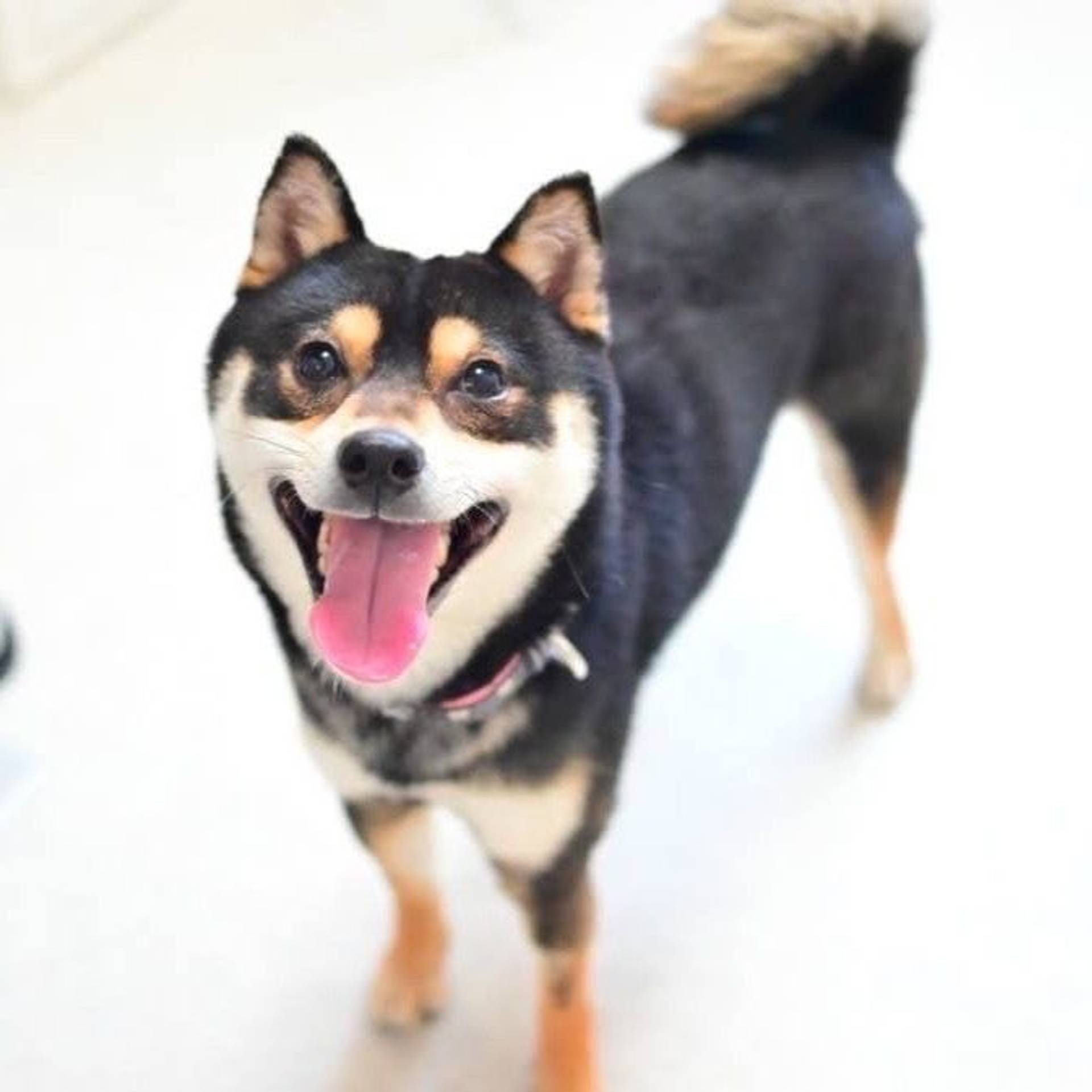 柴犬・オスの里親募集の写真