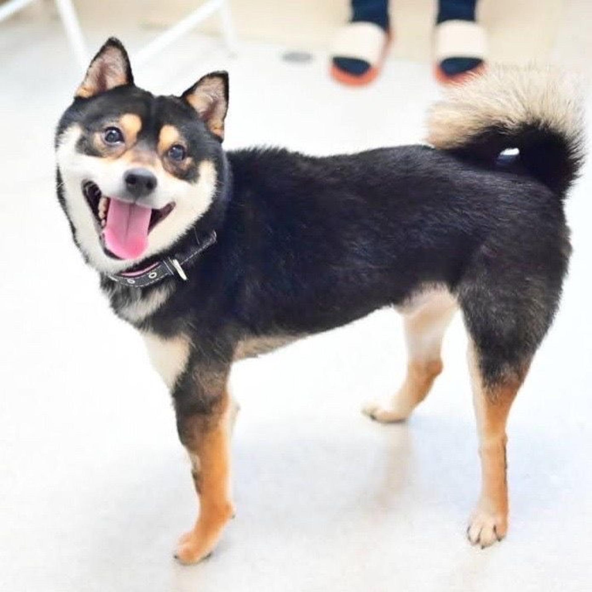 pet-image-3