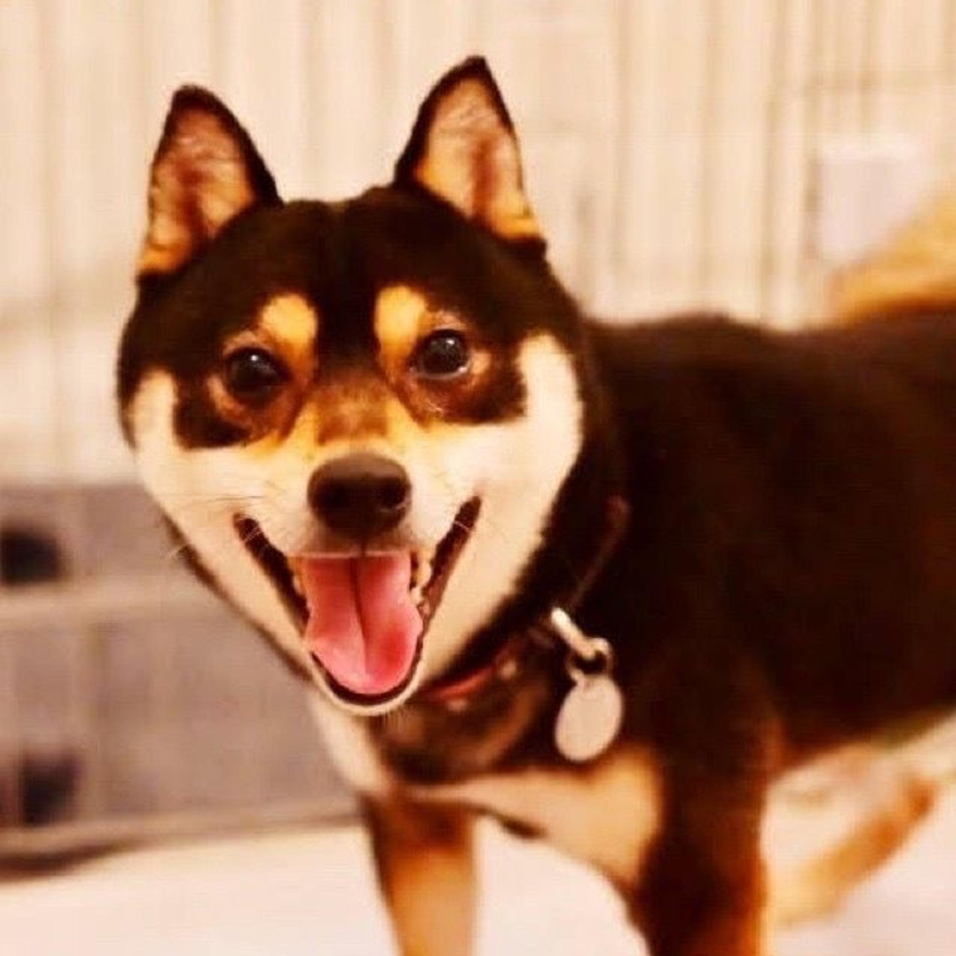 pet-image-4