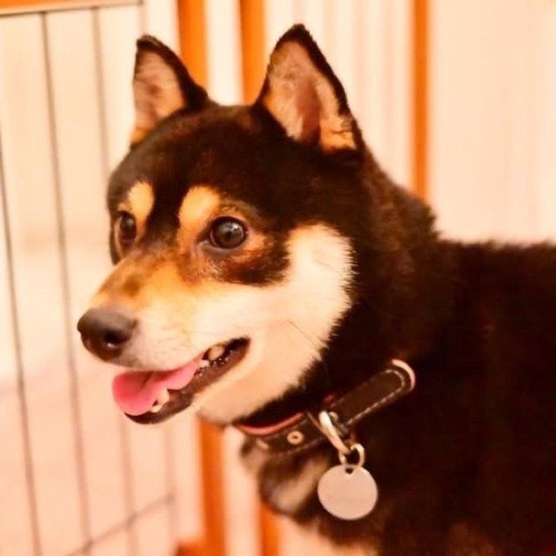 pet-image-5