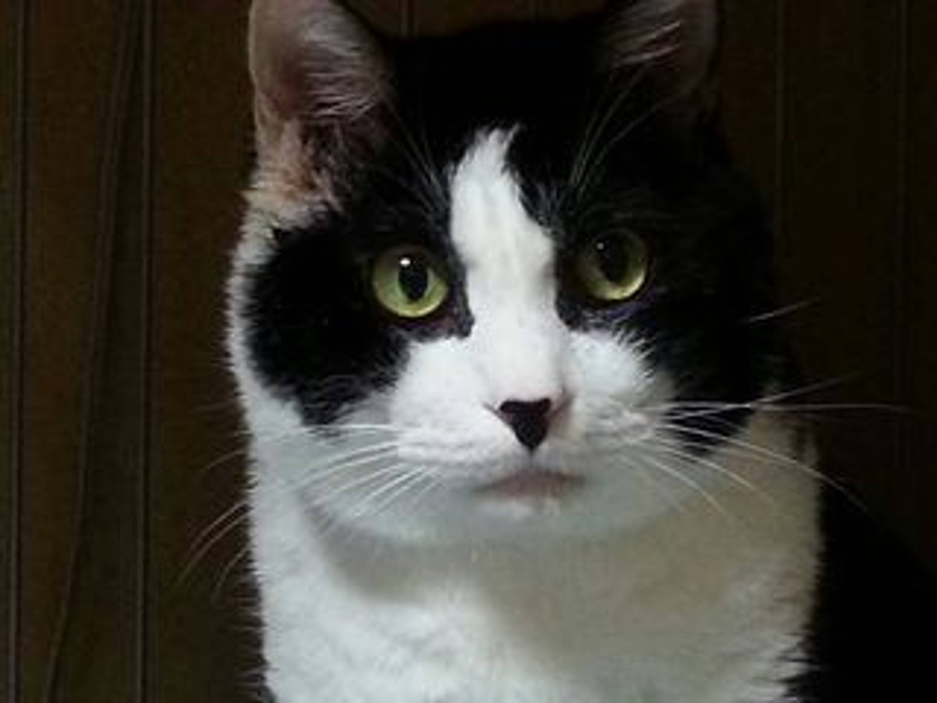 雑種（ミックス猫）・オスの里親募集の写真