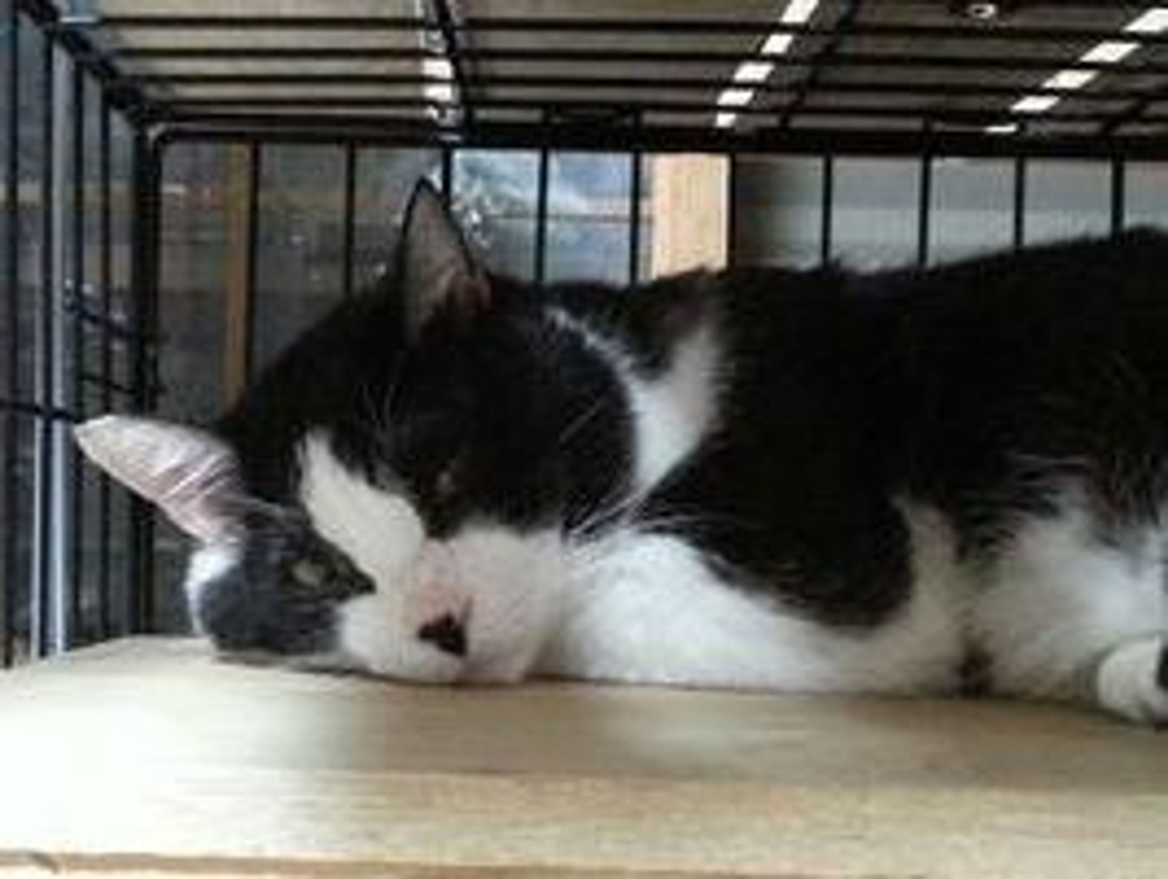 pet-image-2