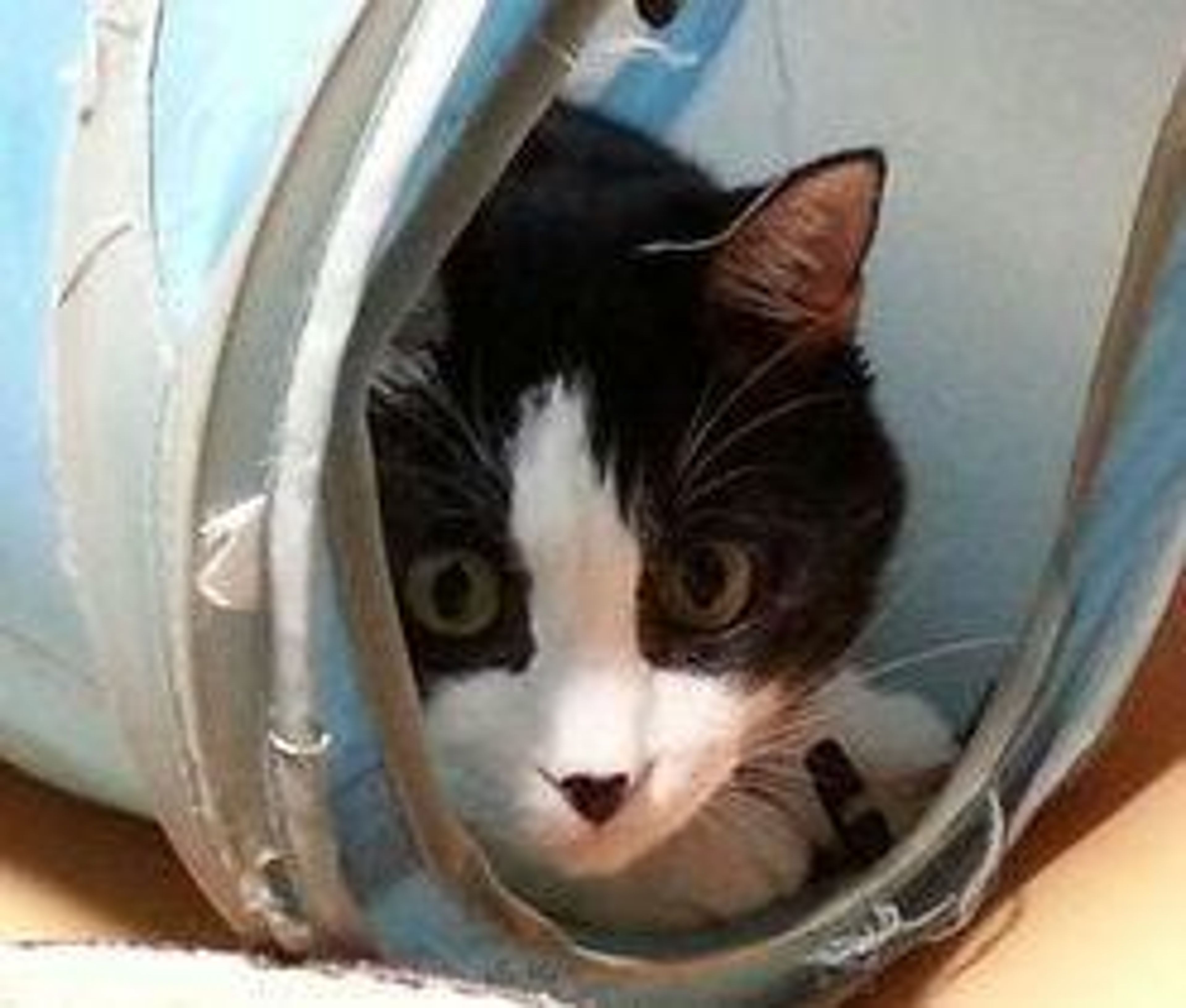 pet-image-3