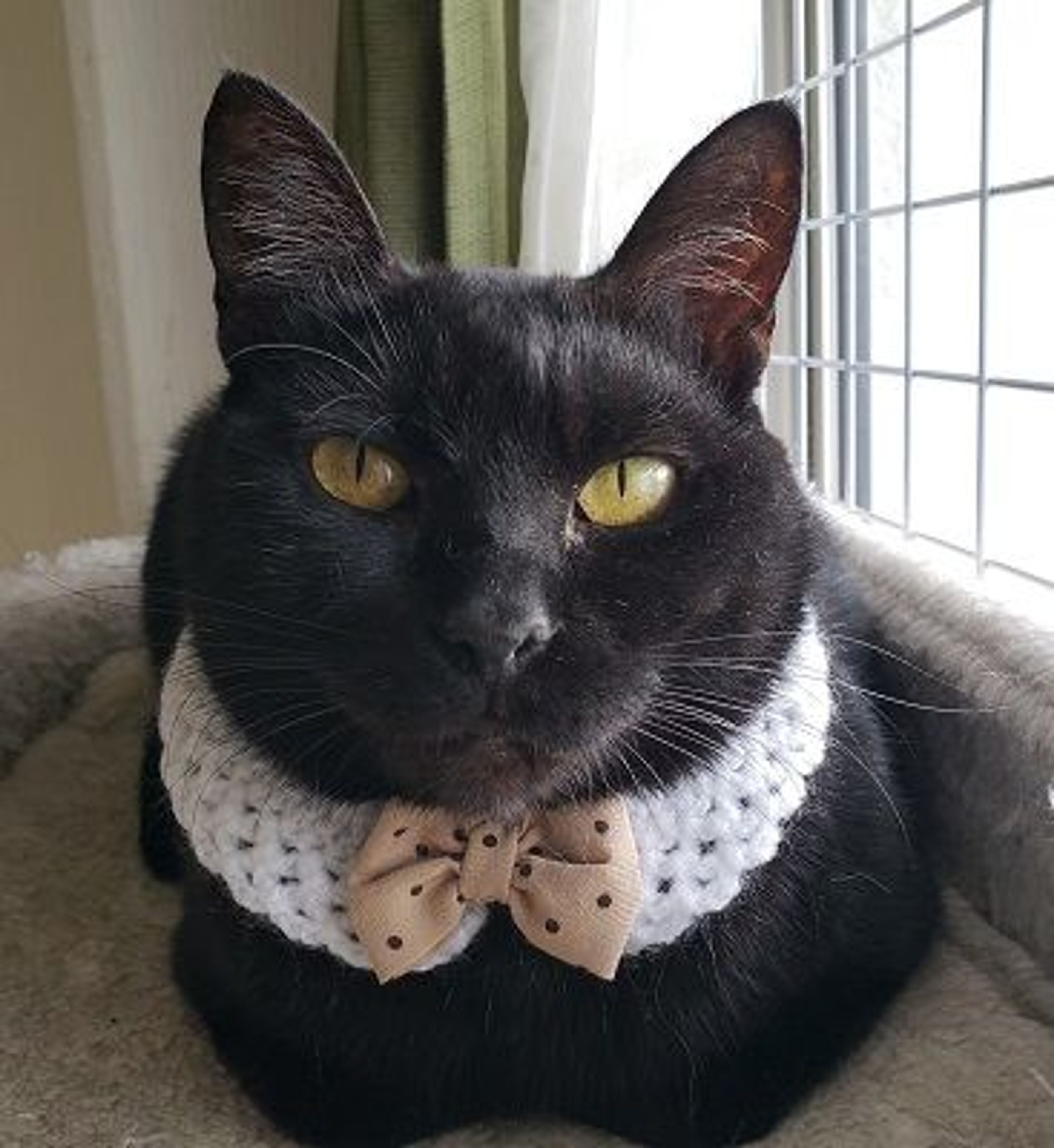 雑種（ミックス猫）・メスの里親募集の写真