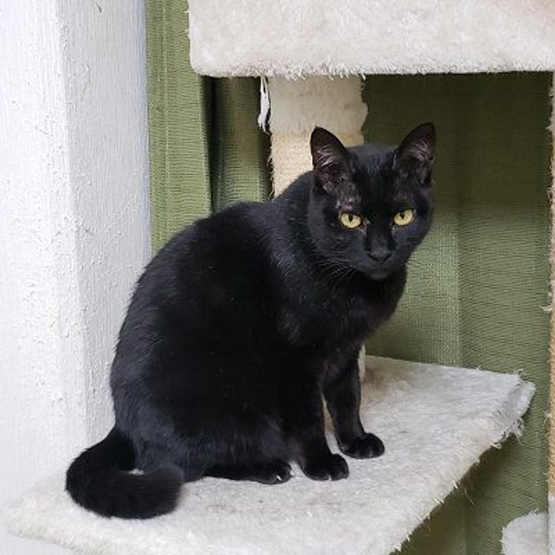 pet-image-2