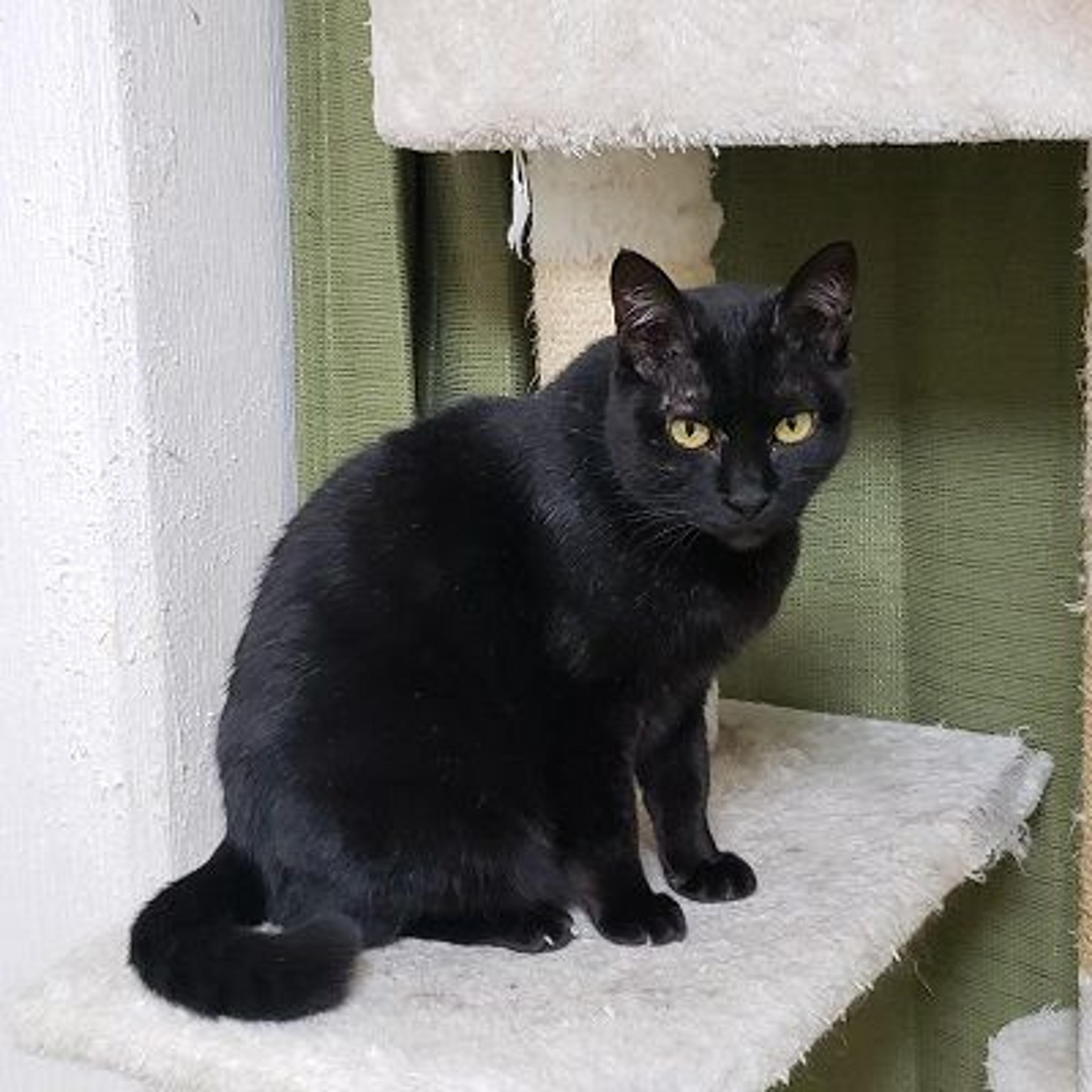 pet-image-2