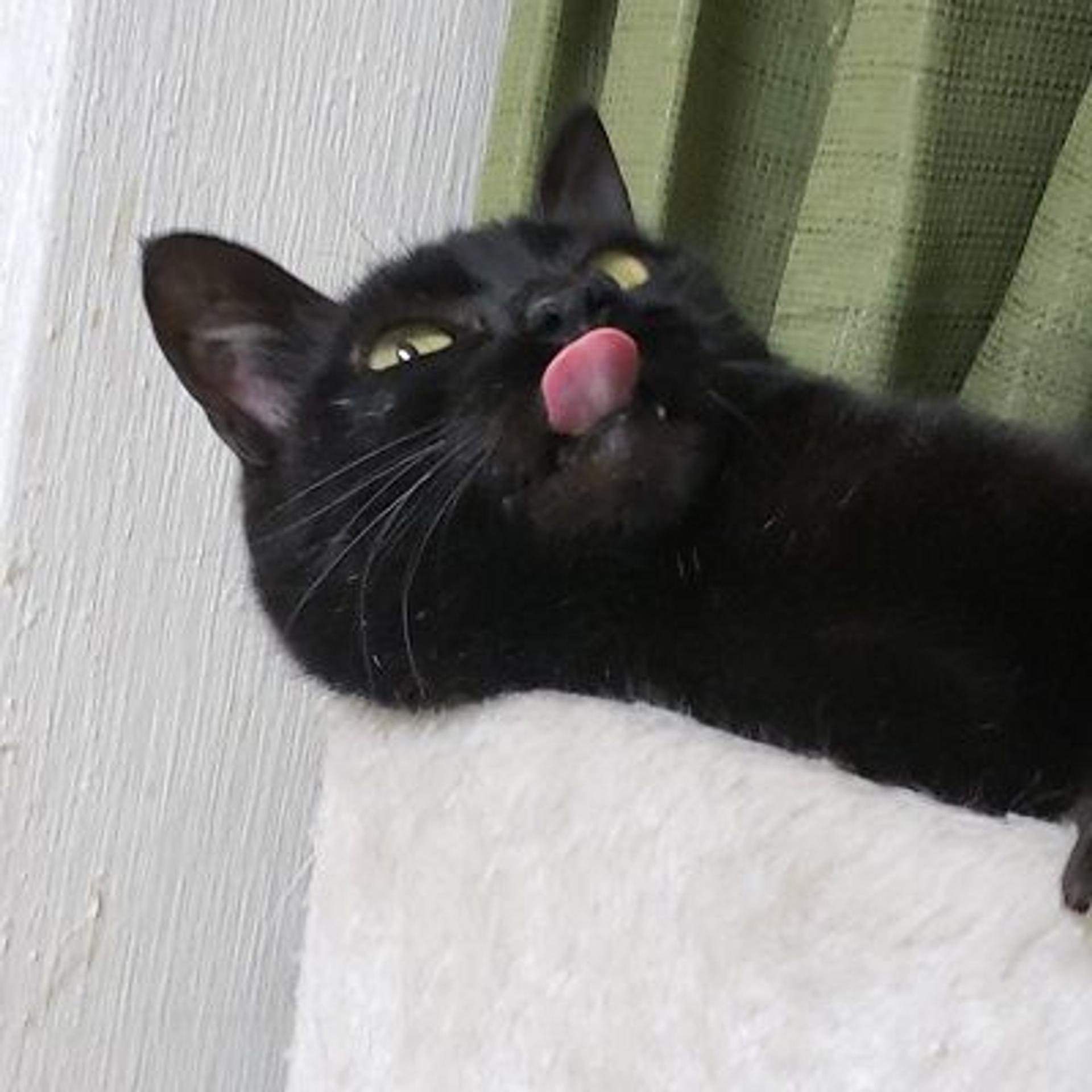 pet-image-3