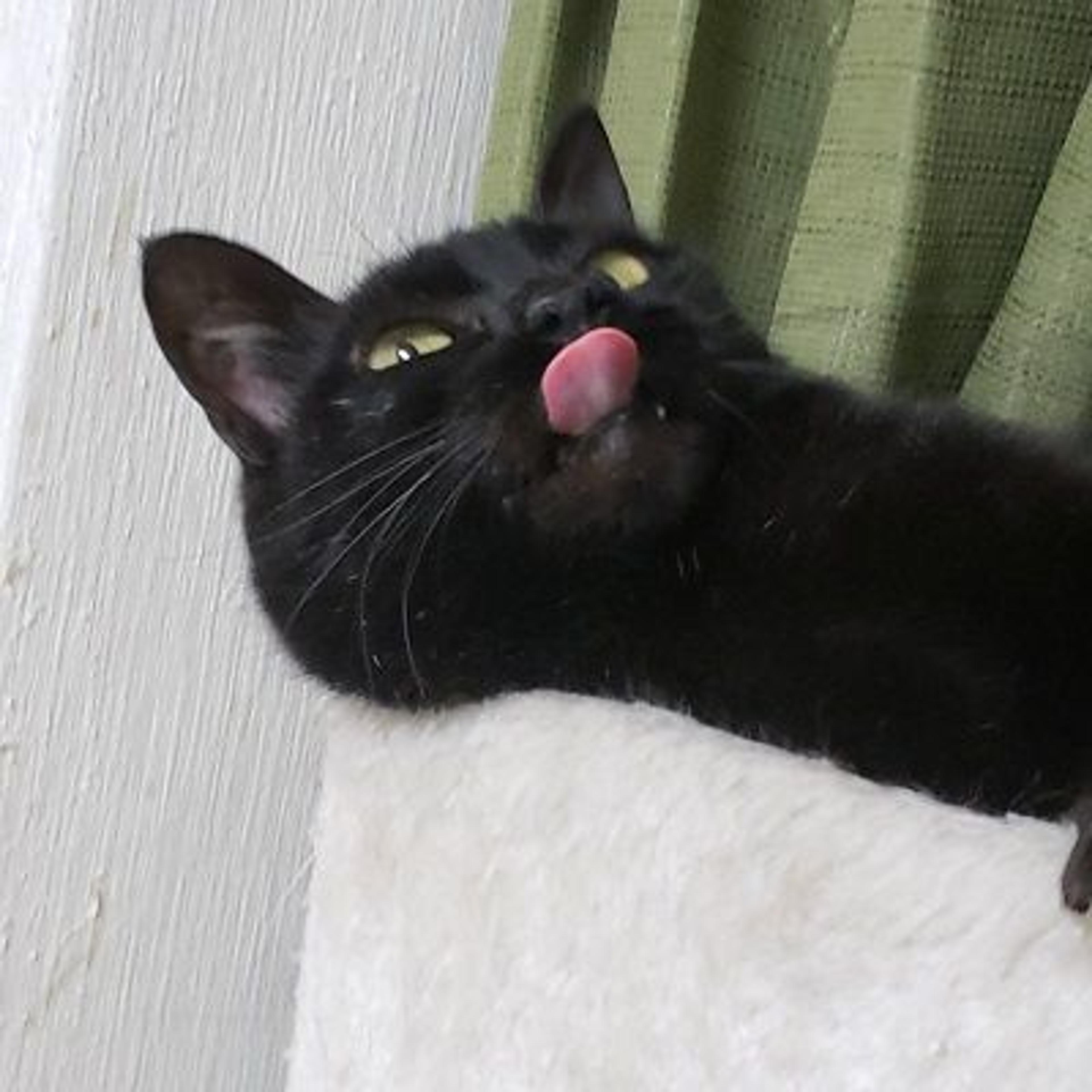 pet-image-3