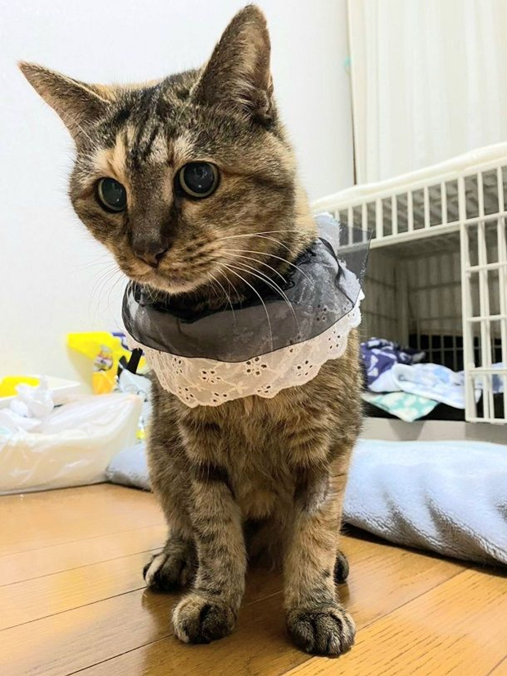 雑種（ミックス猫）・メスの里親募集の写真