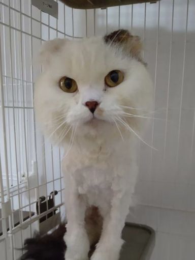 サルジュ