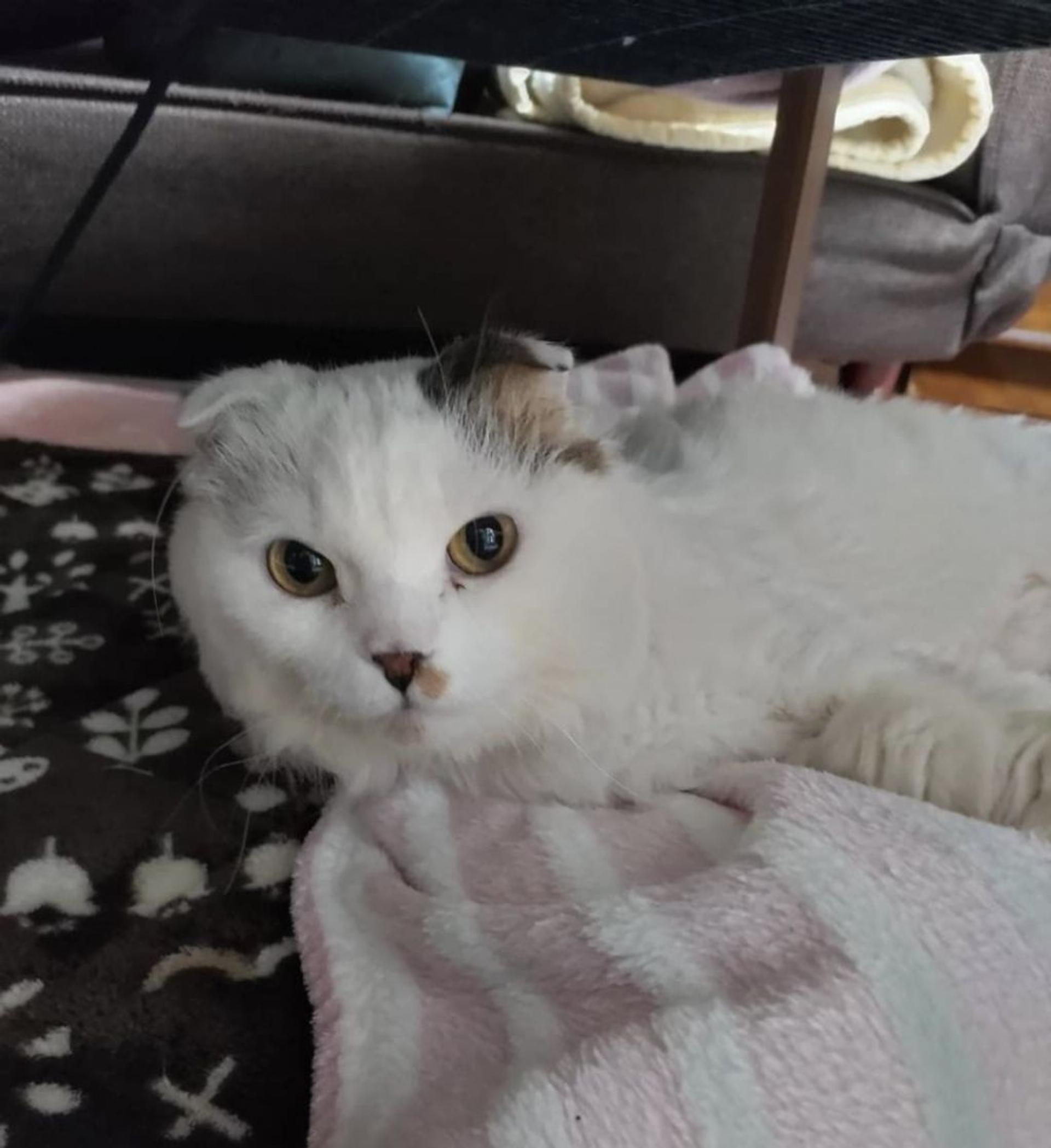 pet-image-2