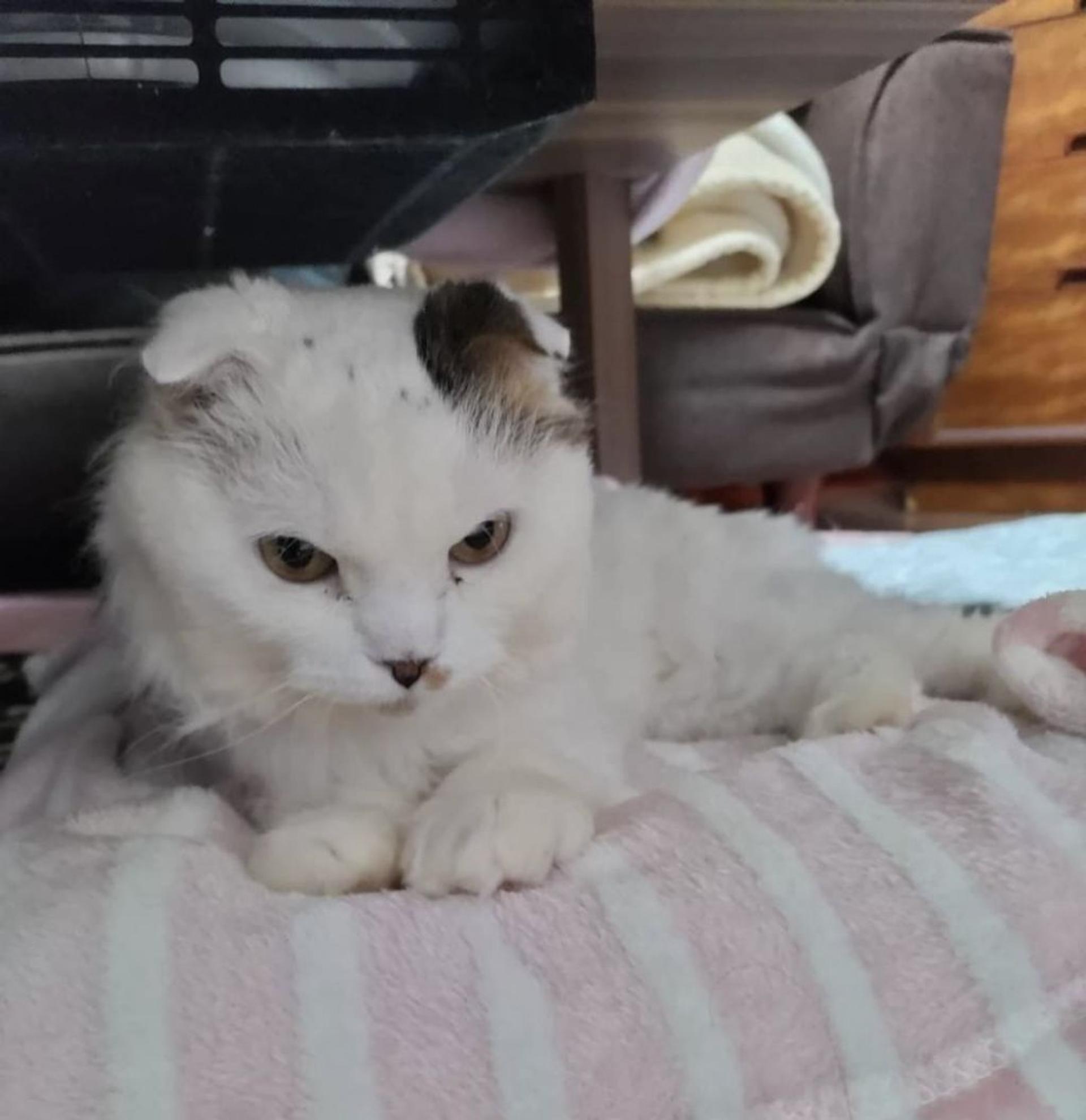 pet-image-3