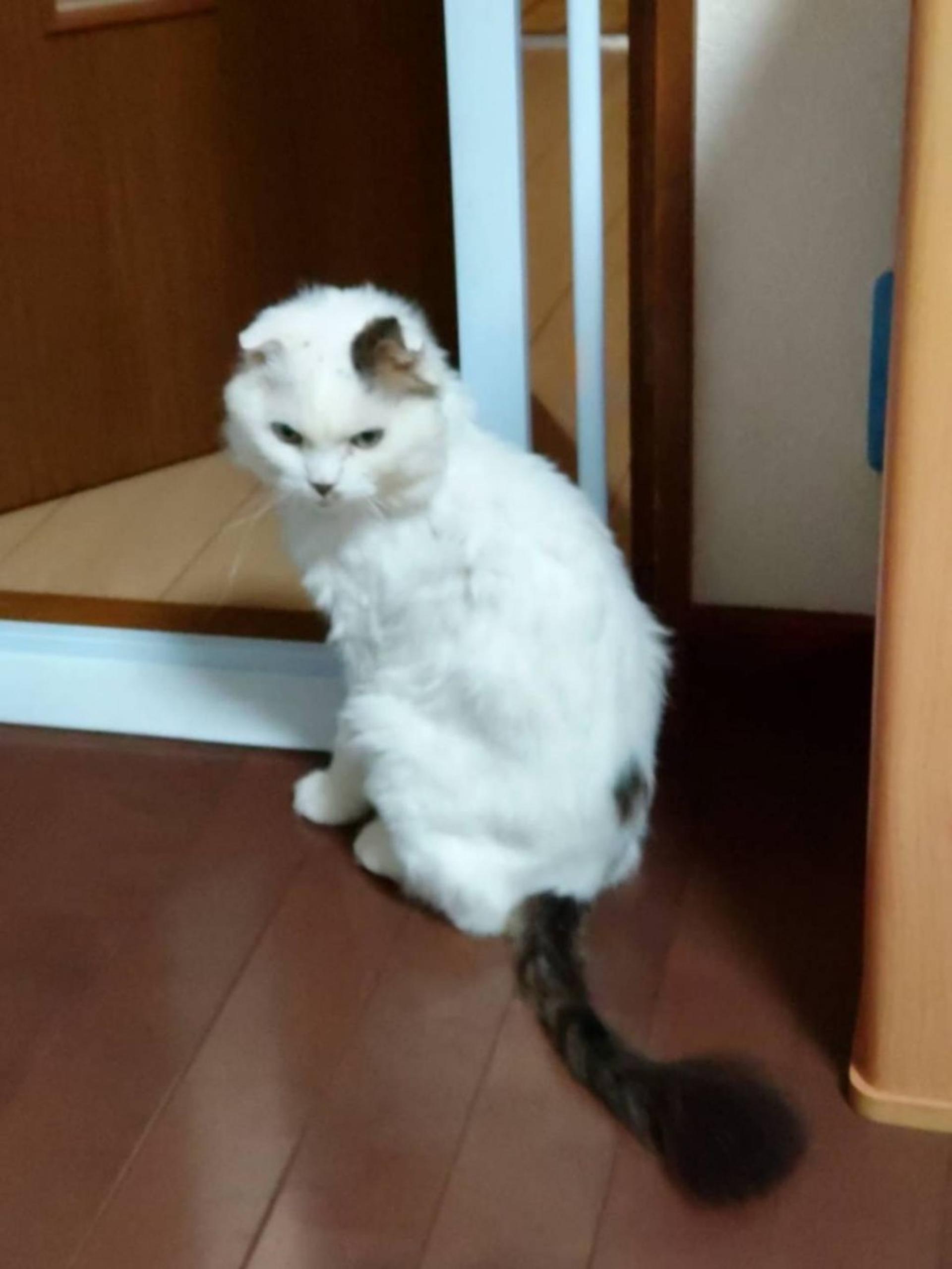 pet-image-5