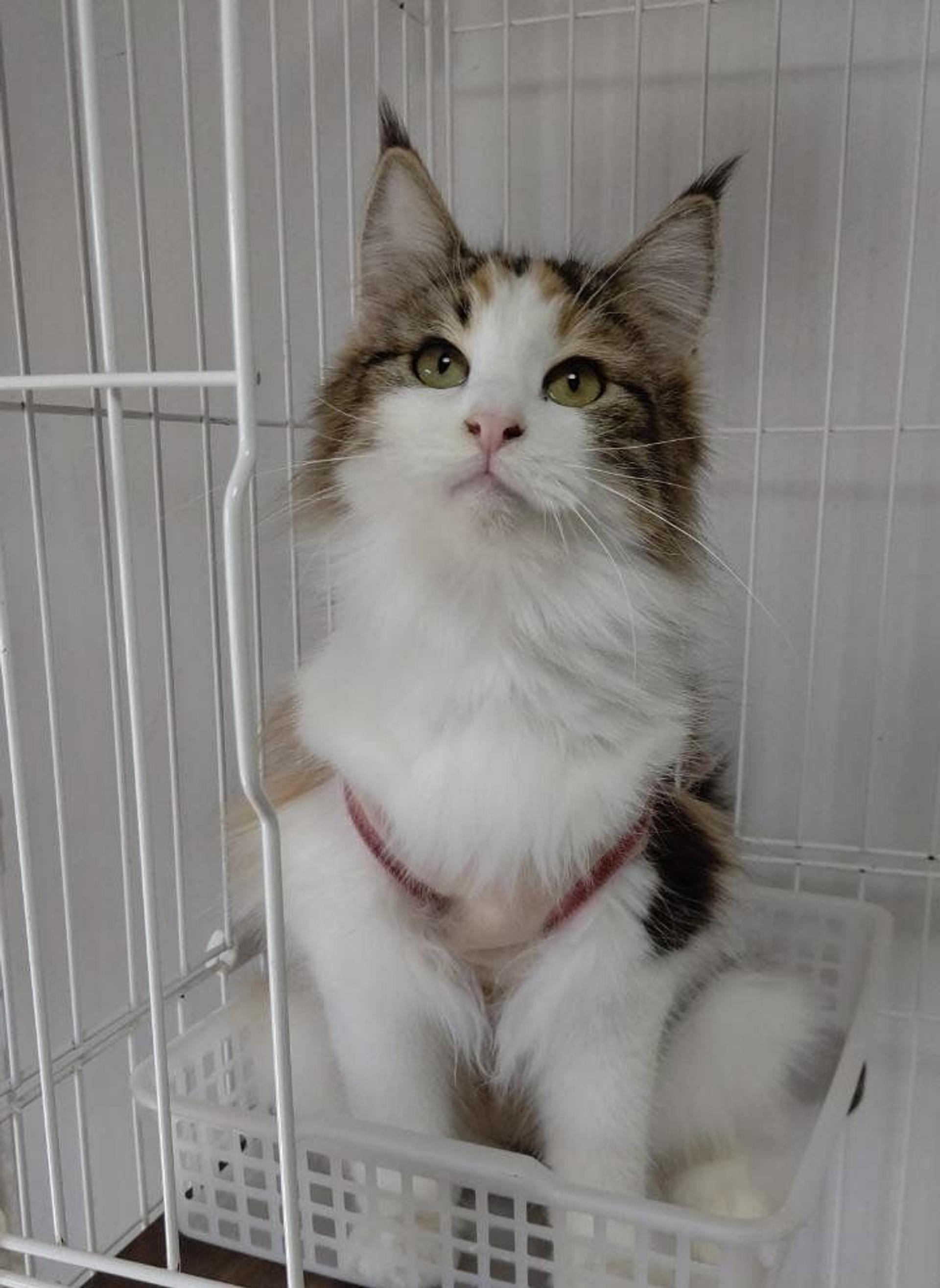 pet-image-2