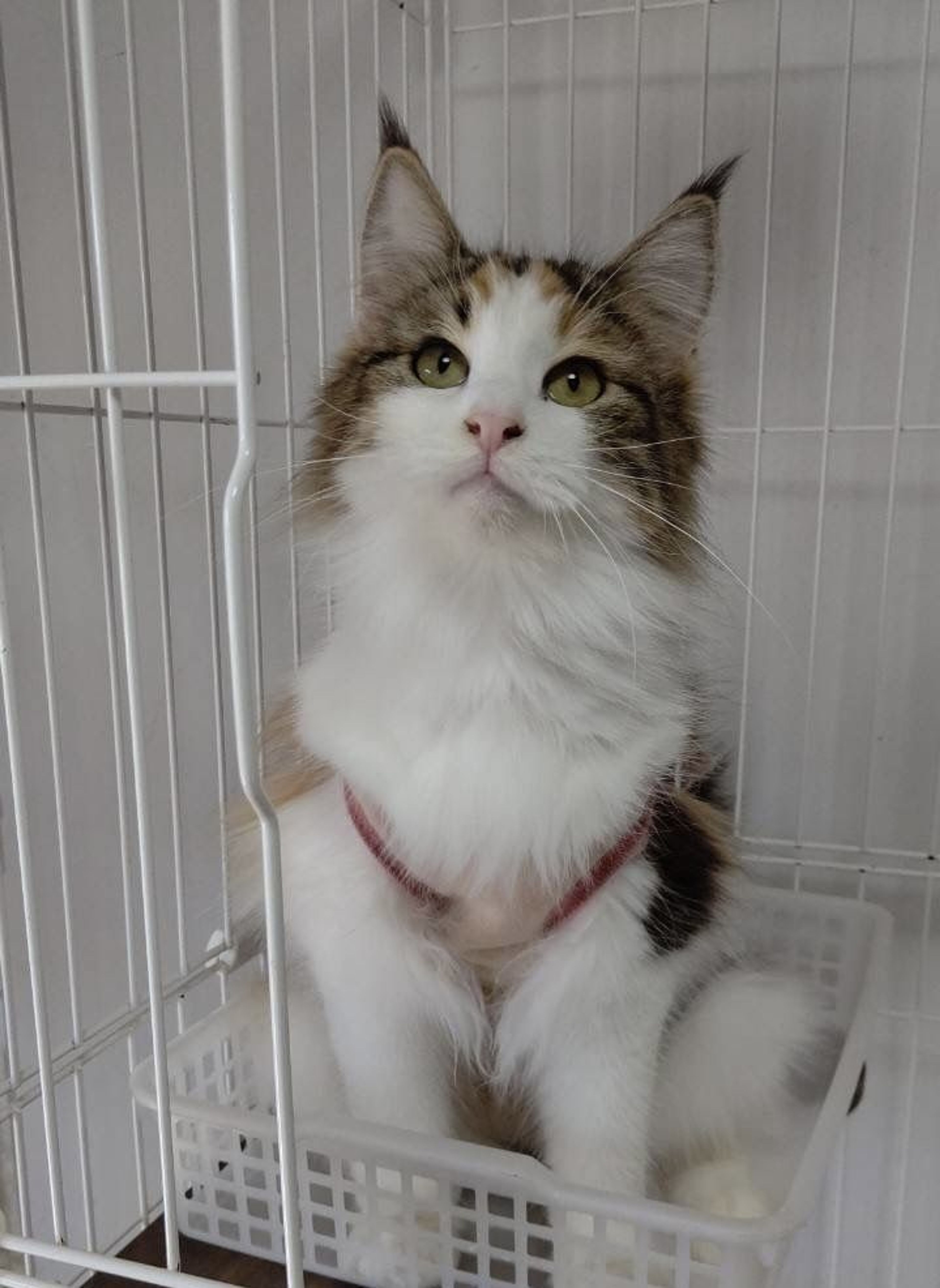pet-image-2