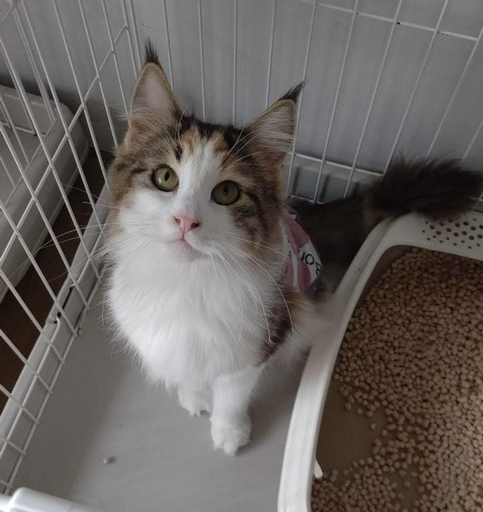 pet-image-4