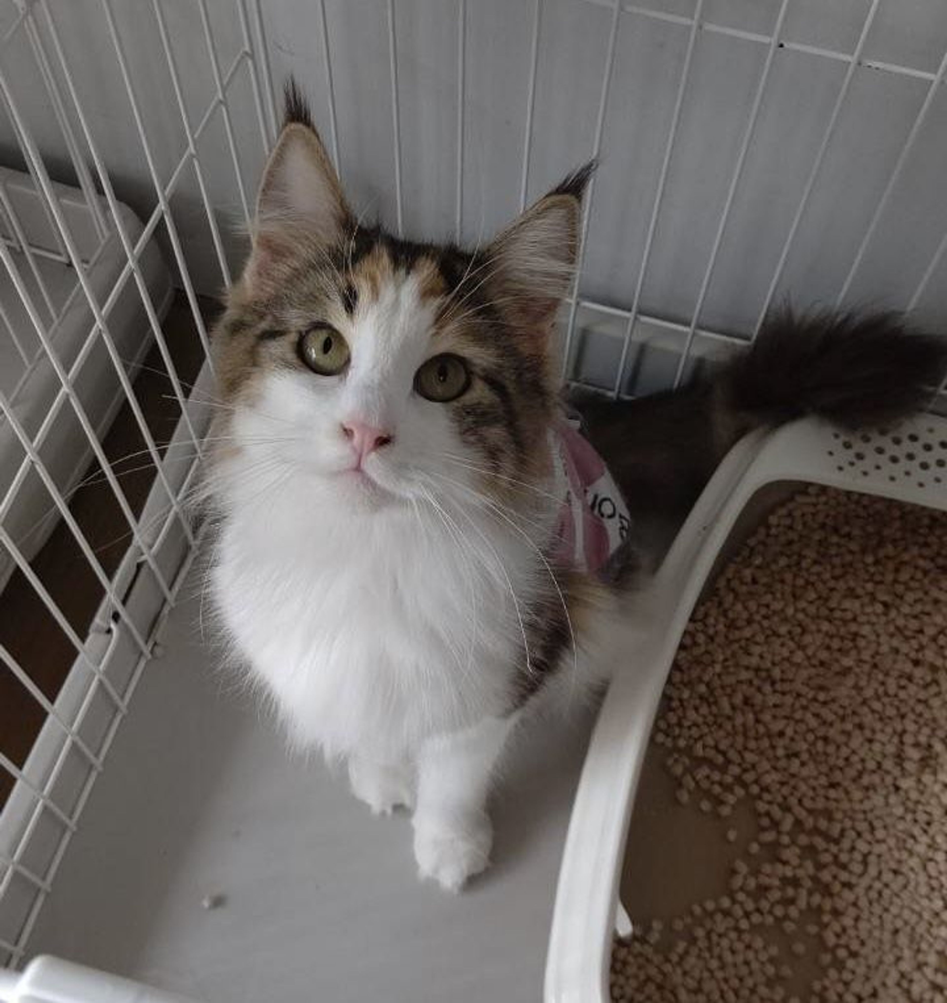 pet-image-4